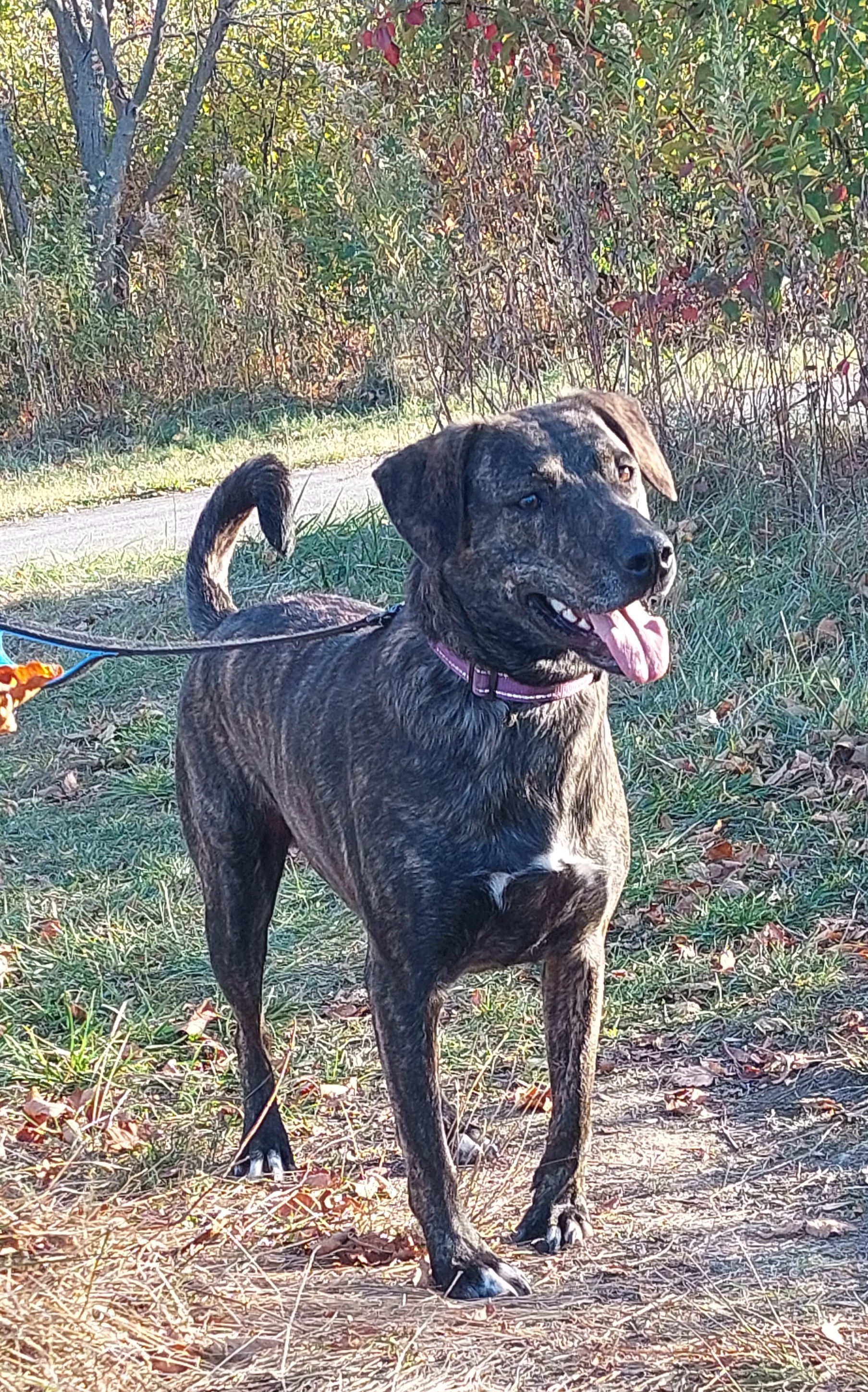 Breezy, a Adoptable mixed breed in Elmhurst, IL image 5/6