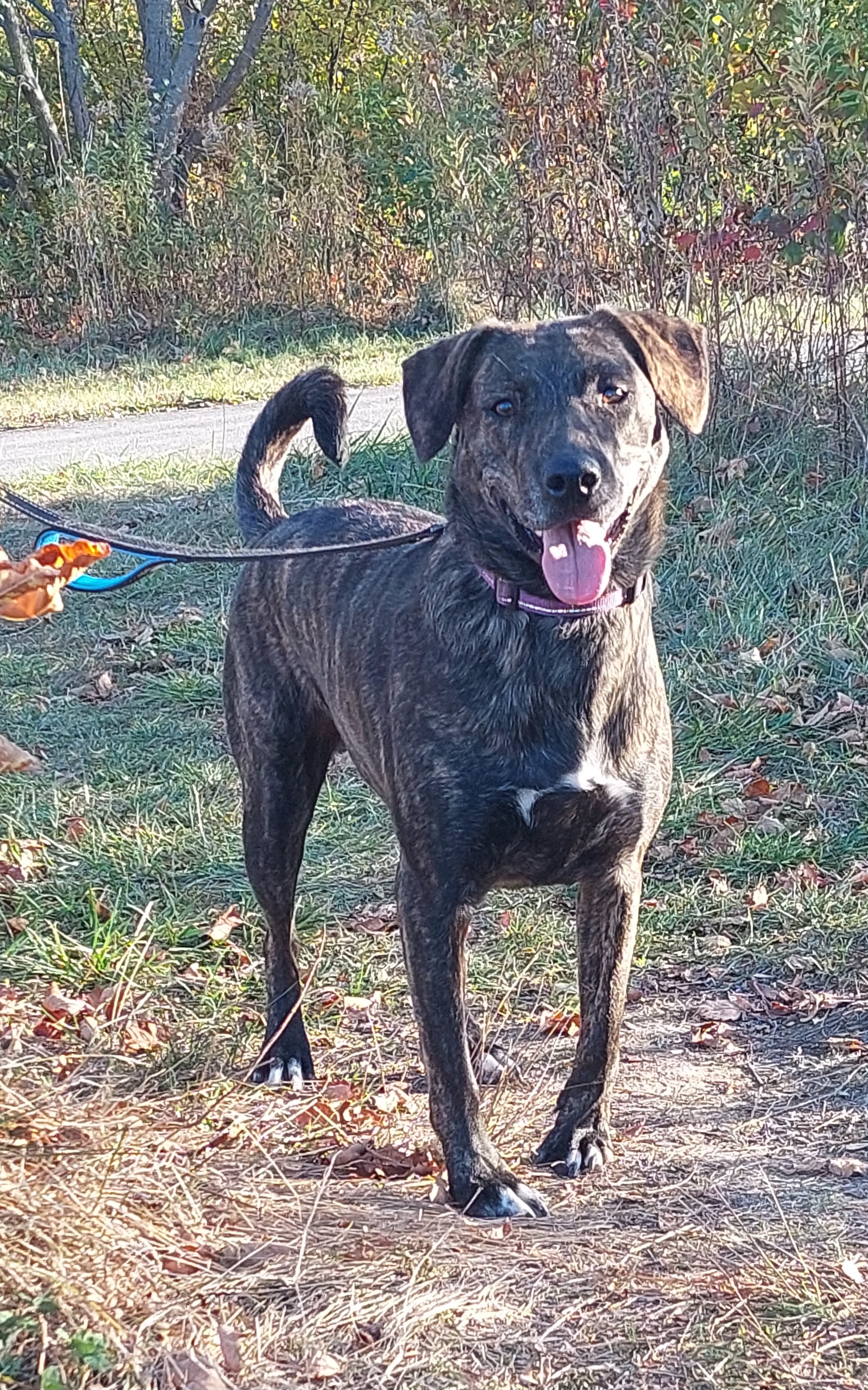 Breezy, a Adoptable mixed breed in Elmhurst, IL image 4/6