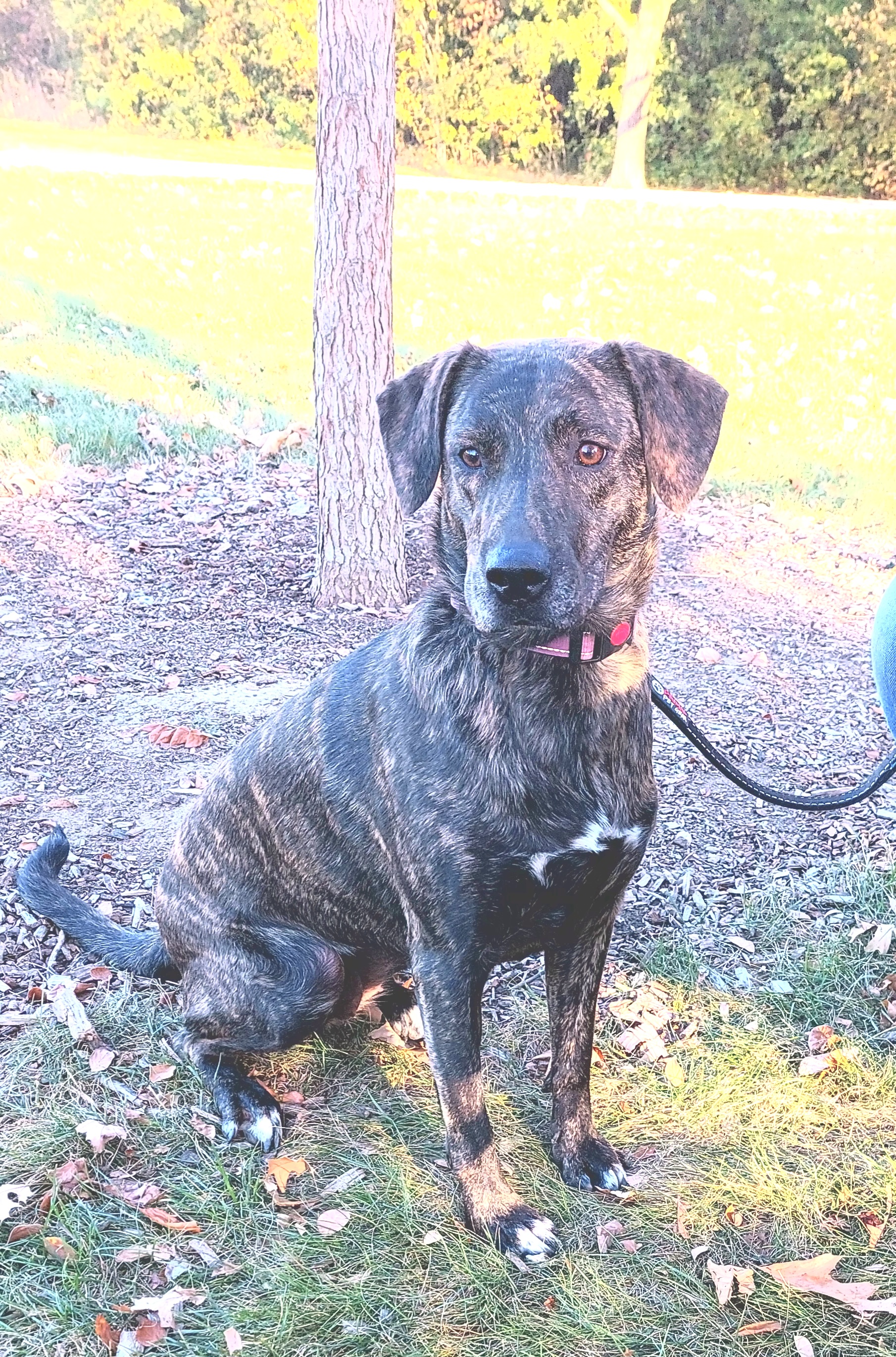 Breezy, Adoptable, Adult Female Mountain Cur & Plott Hound.