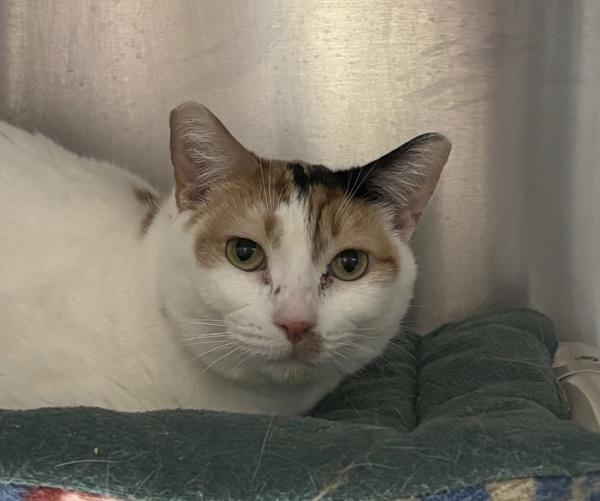 Pearl — thumbnail 2