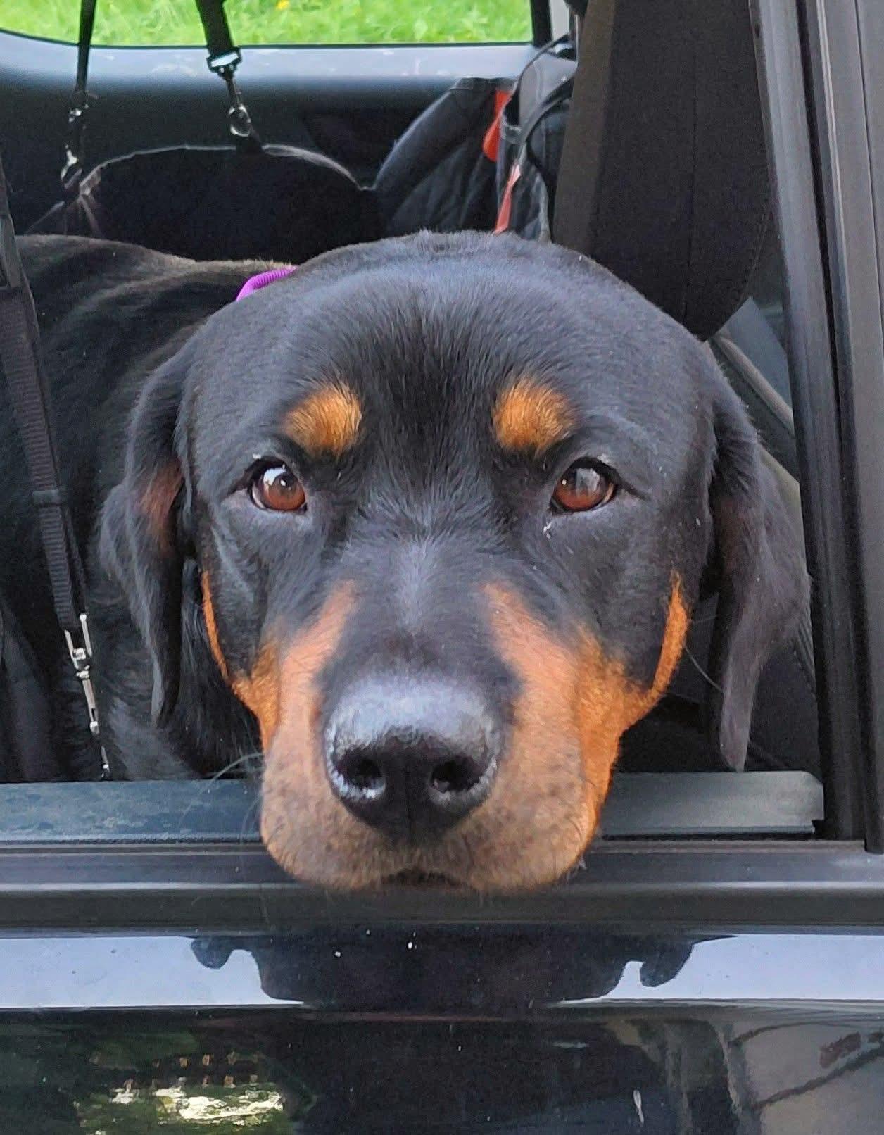 Enlarge ARTEMIS, a Adopted Rottweiler in Flint, MI image 1/3