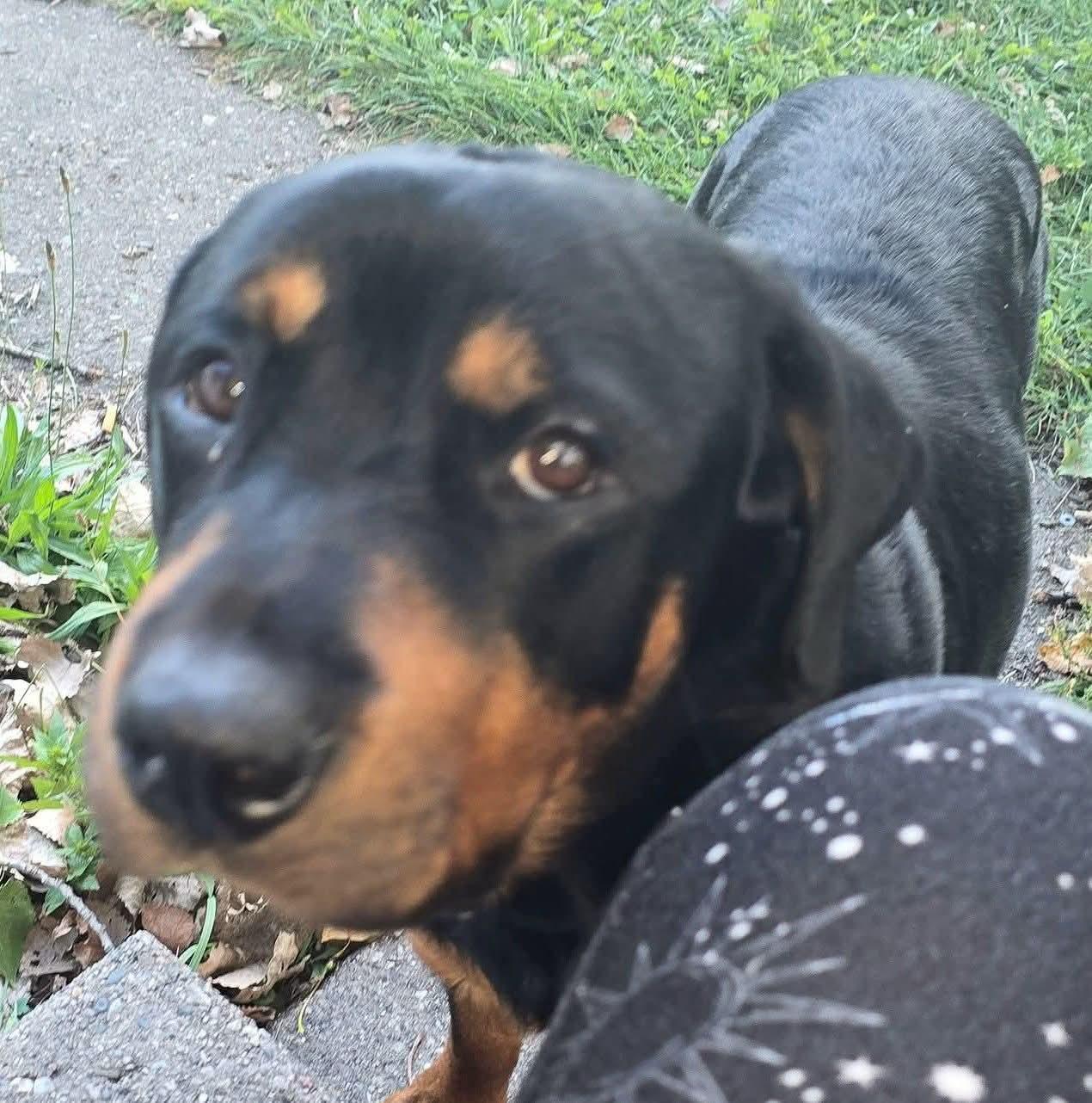 Enlarge ARTEMIS, a Adopted Rottweiler in Flint, MI image 2/3