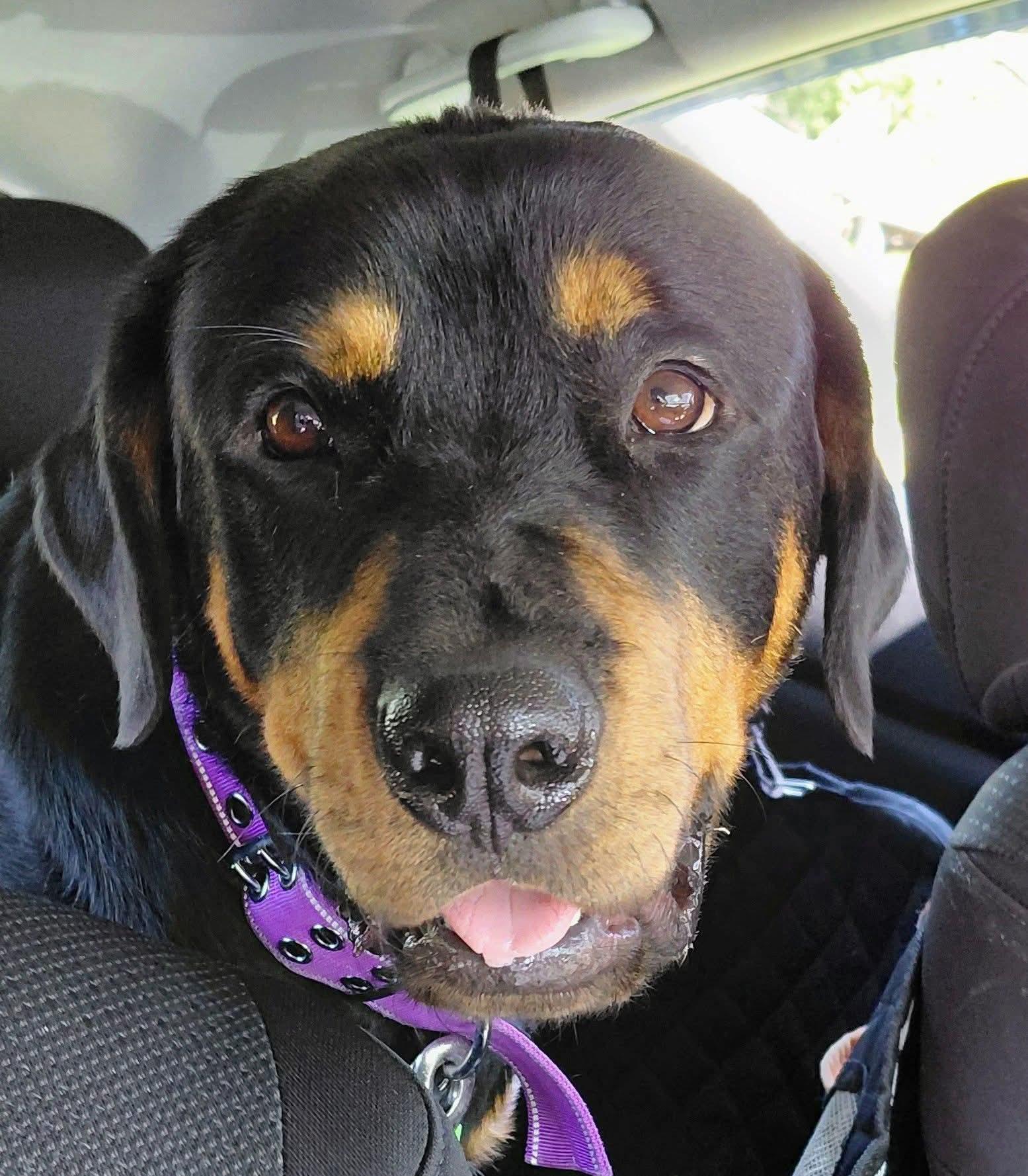 Enlarge ARTEMIS, a Adopted Rottweiler in Flint, MI image 3/3