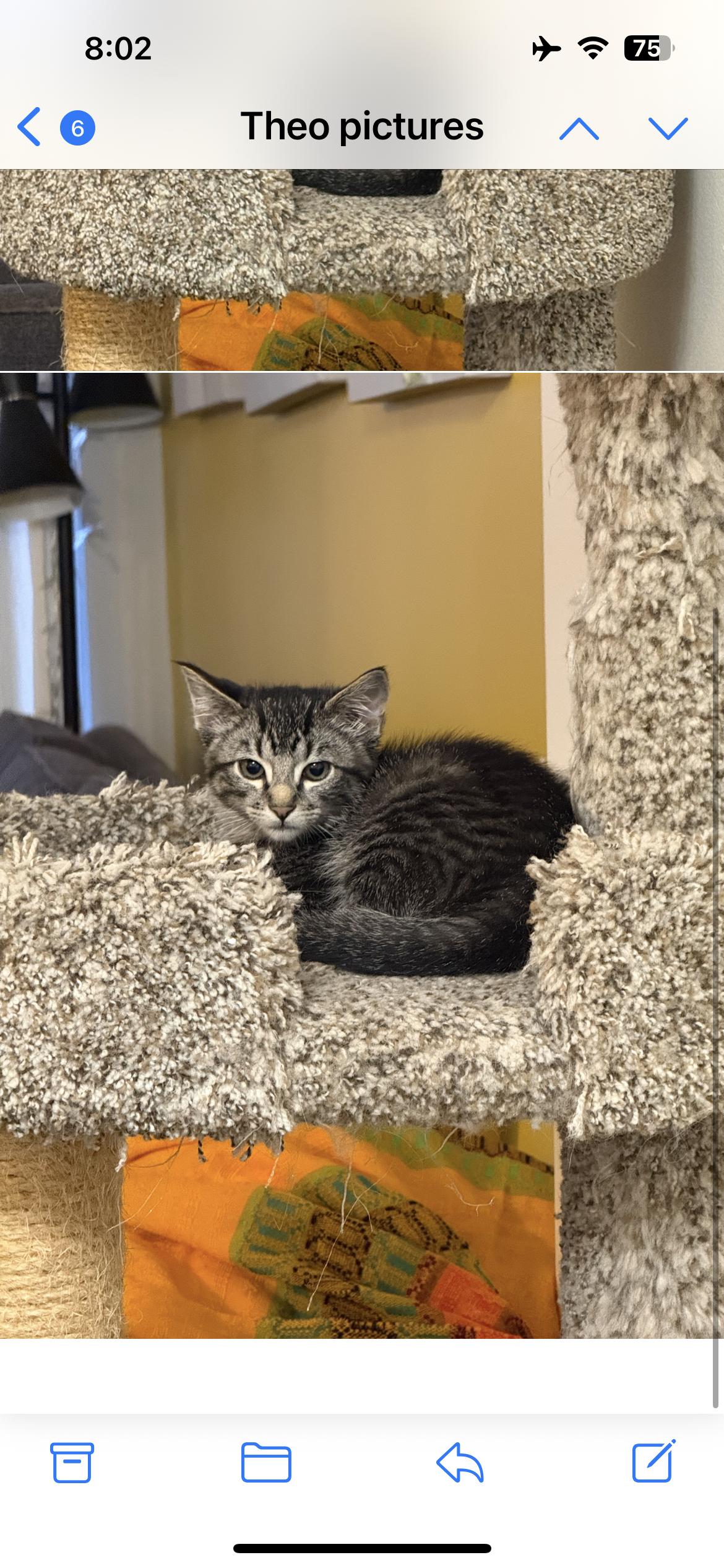 Enlarge Theo, an adopted Domestic Short Hair in Vancouver, BC image 2/3