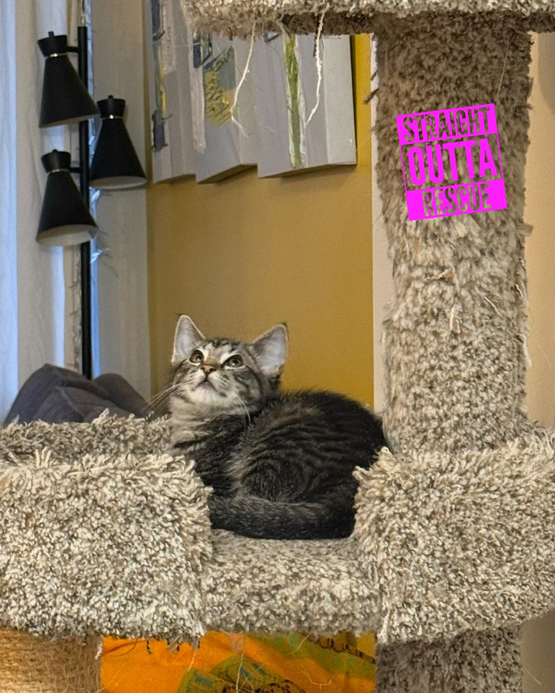 Enlarge Theo, an adopted Domestic Short Hair in Vancouver, BC image 1/3