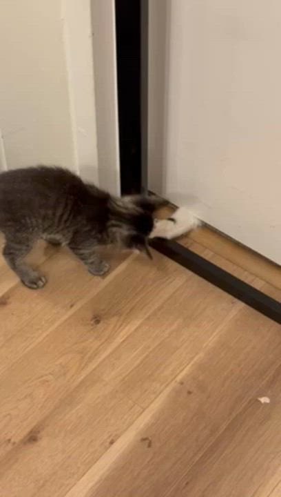 Enlarge Theo, an adopted Domestic Short Hair in Vancouver, BC video 3/3