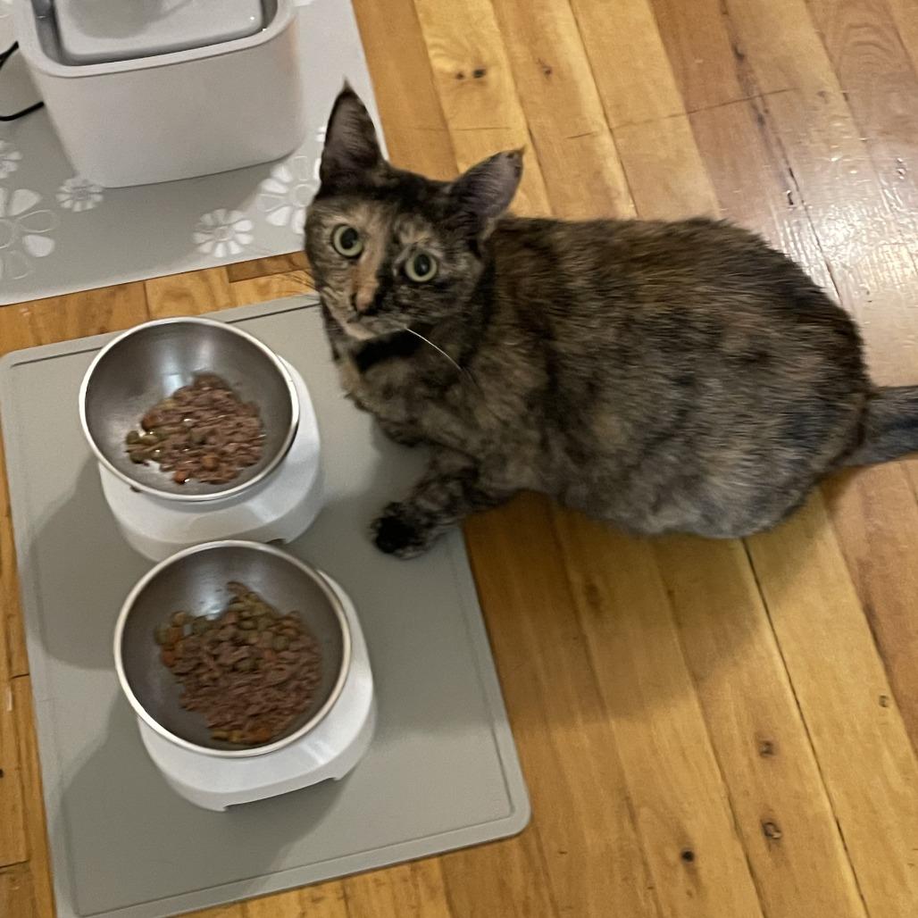 Rosa 2 — thumbnail 2