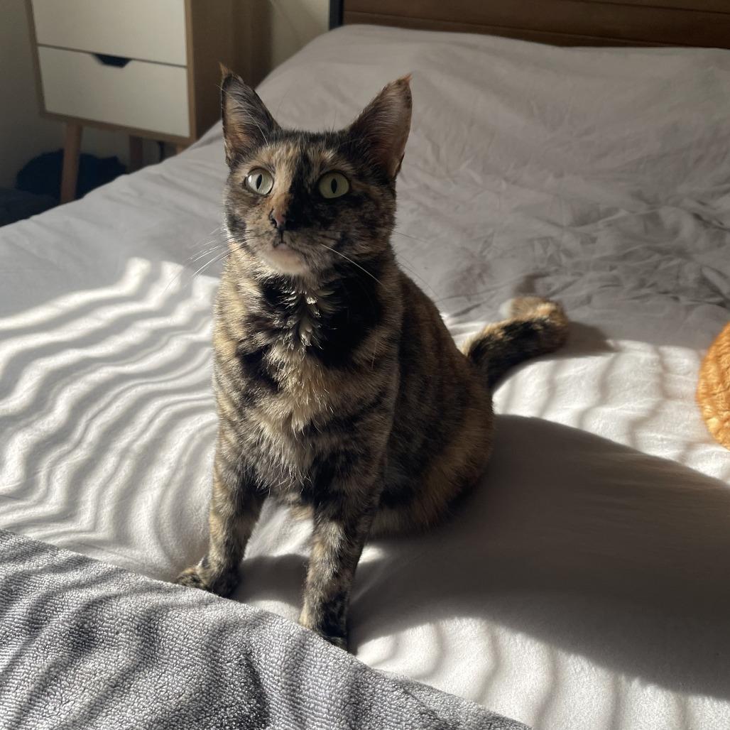 Rosa 2 — thumbnail 4