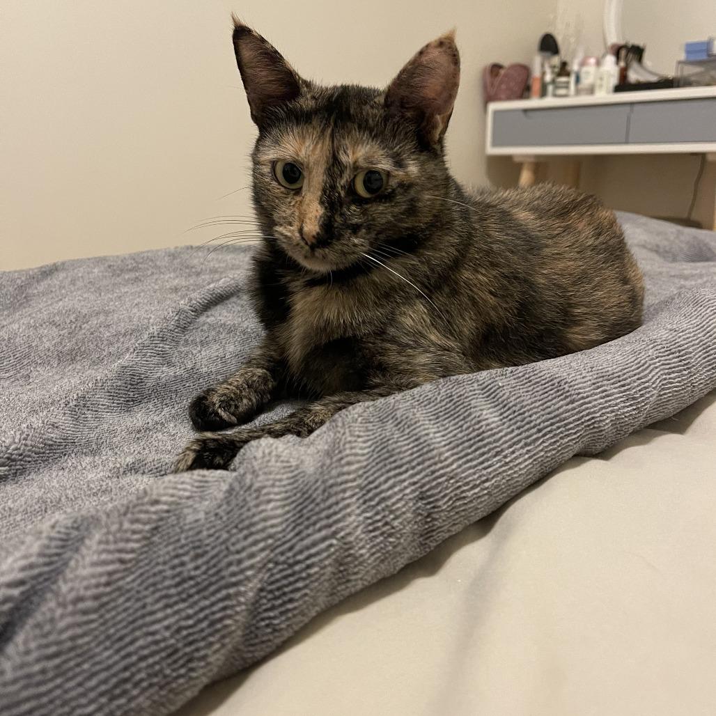 Rosa 2 — thumbnail 5