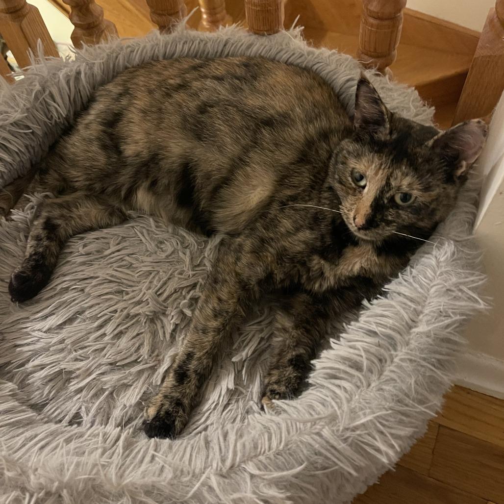 Rosa 2 — thumbnail 6