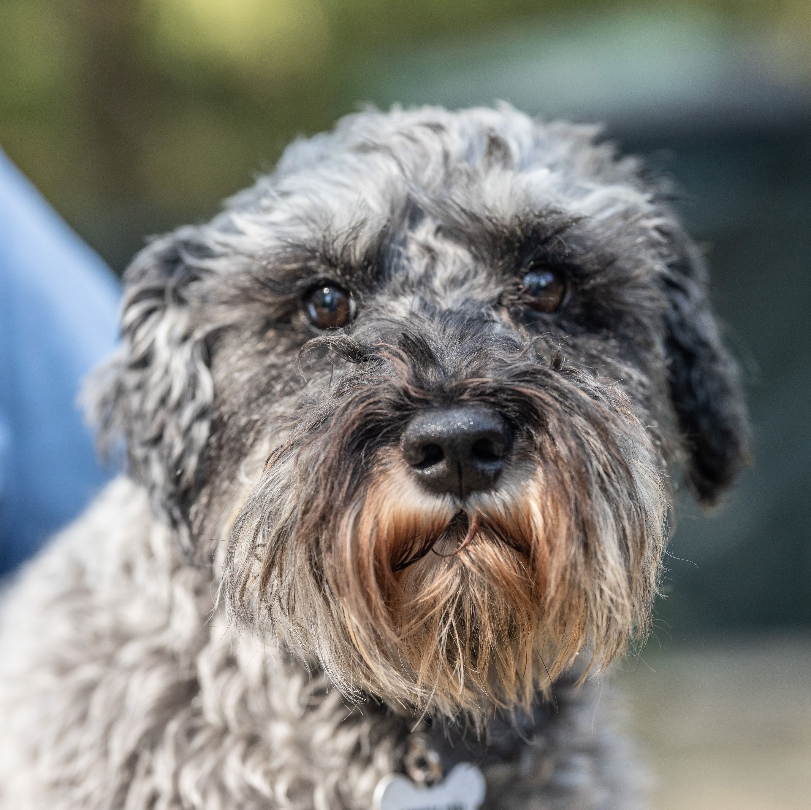 Dog for adoption Harley, a Miniature Schnauzer in Homer Glen, IL