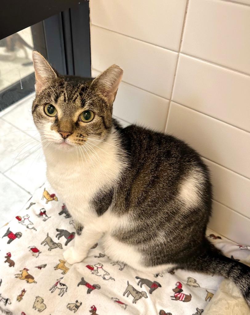 Enlarge Keety, a Adoptable mixed breed in New Orleans, LA image 1/6