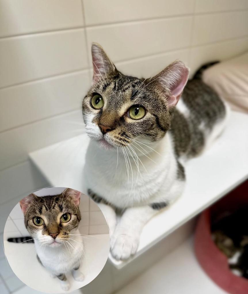 Enlarge Keety, a Adoptable mixed breed in New Orleans, LA image 2/6