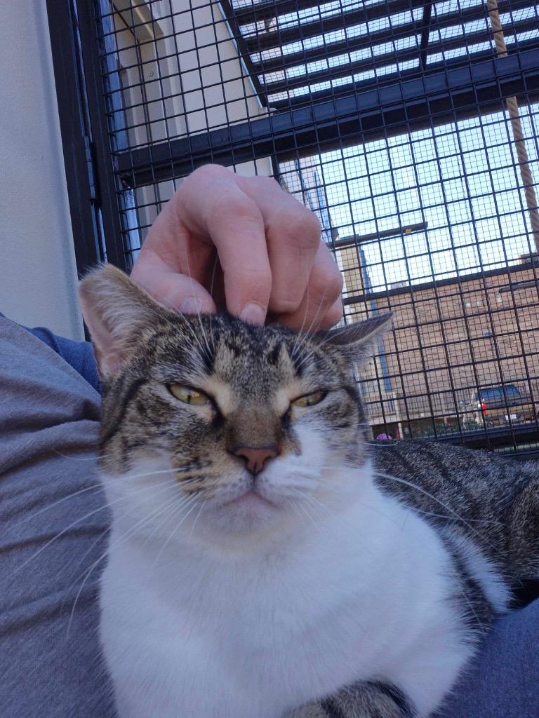 Enlarge Keety, a Adoptable mixed breed in New Orleans, LA image 3/6