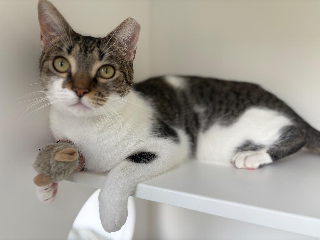 Keety, a Adoptable mixed breed in New Orleans, LA image 2/6