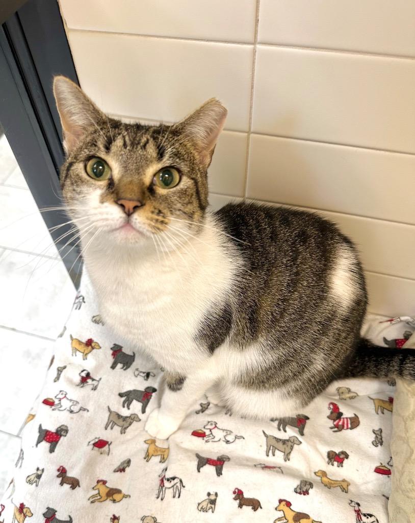 Keety, Adoptable, Young Female Domestic Short Hair.