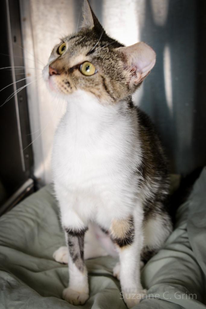 Keety