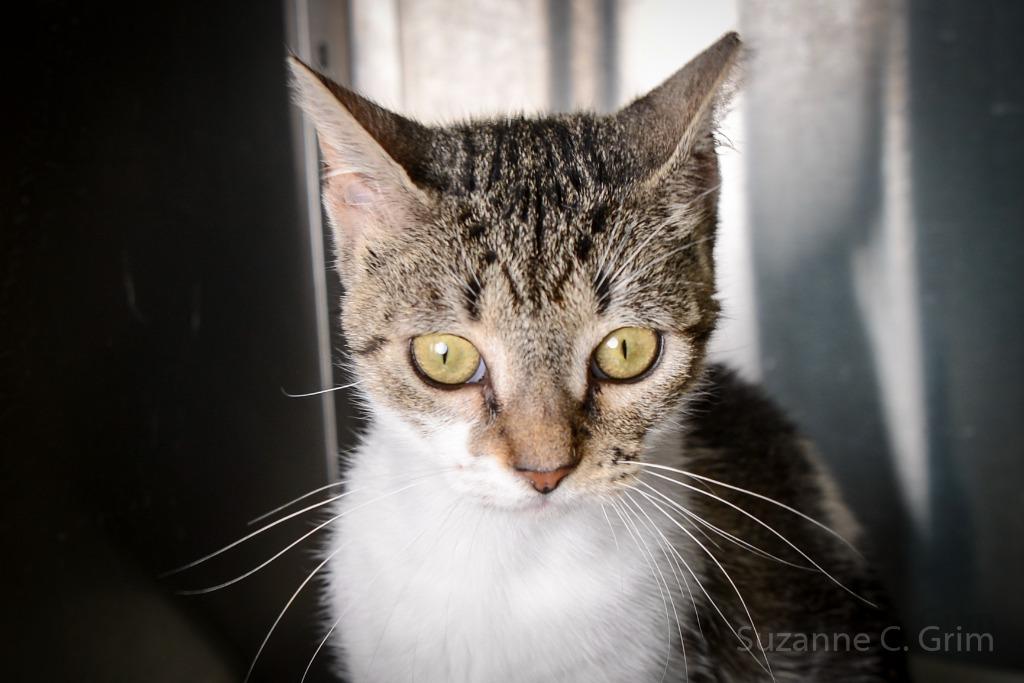 Keety, Young Female unknown