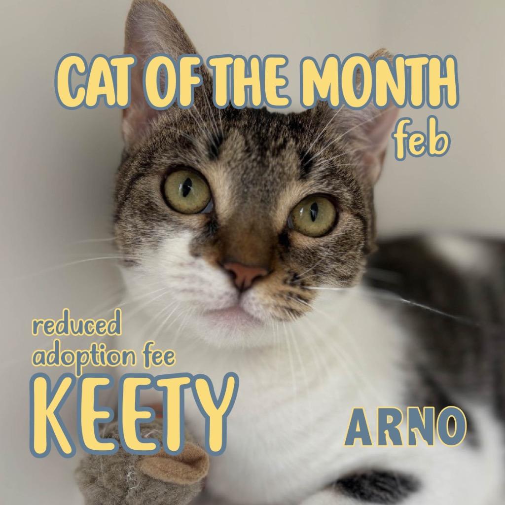 Enlarge Keety, a Adoptable mixed breed in New Orleans, LA image 5/6