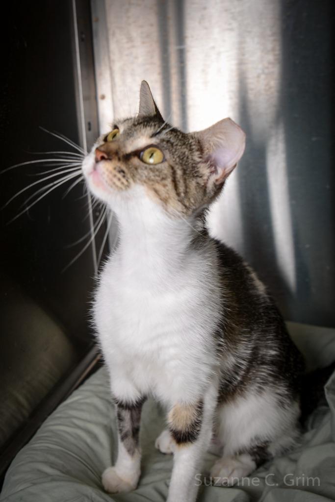 Keety, a Adoptable mixed breed in New Orleans, LA image 5/6