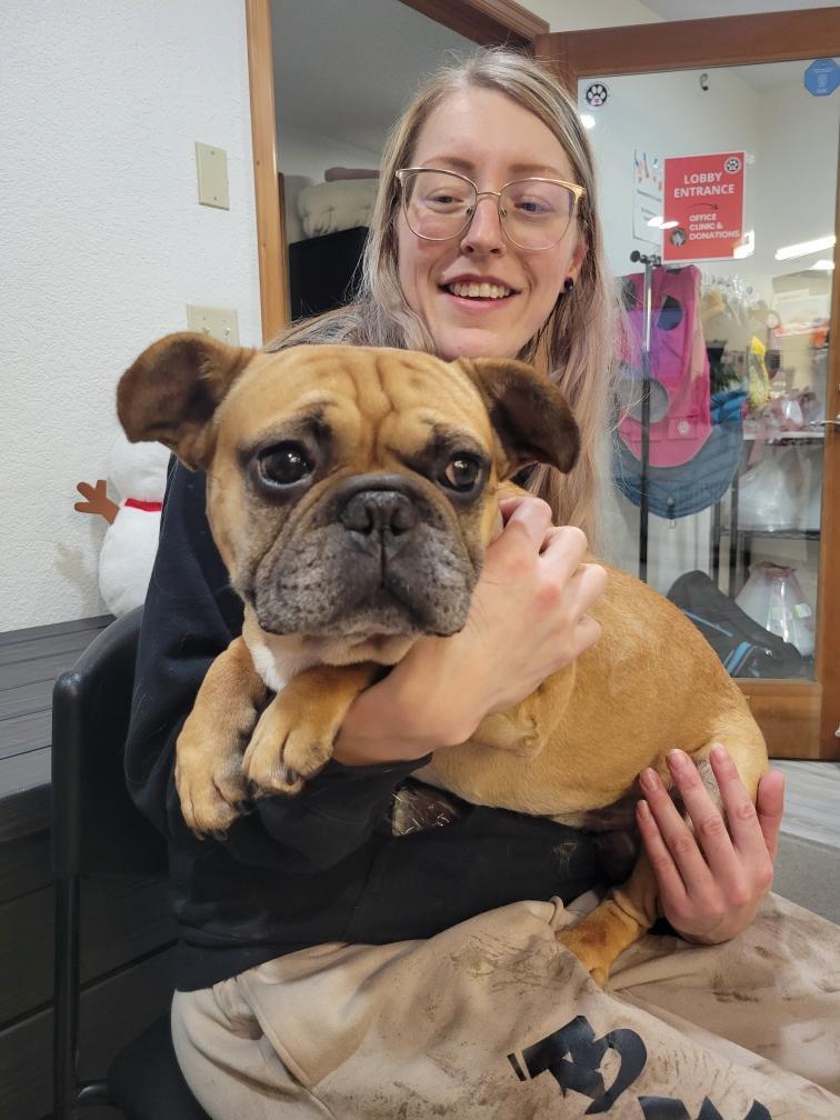 Buddy, an adopted French Bulldog in Shelton, WA image 1/5