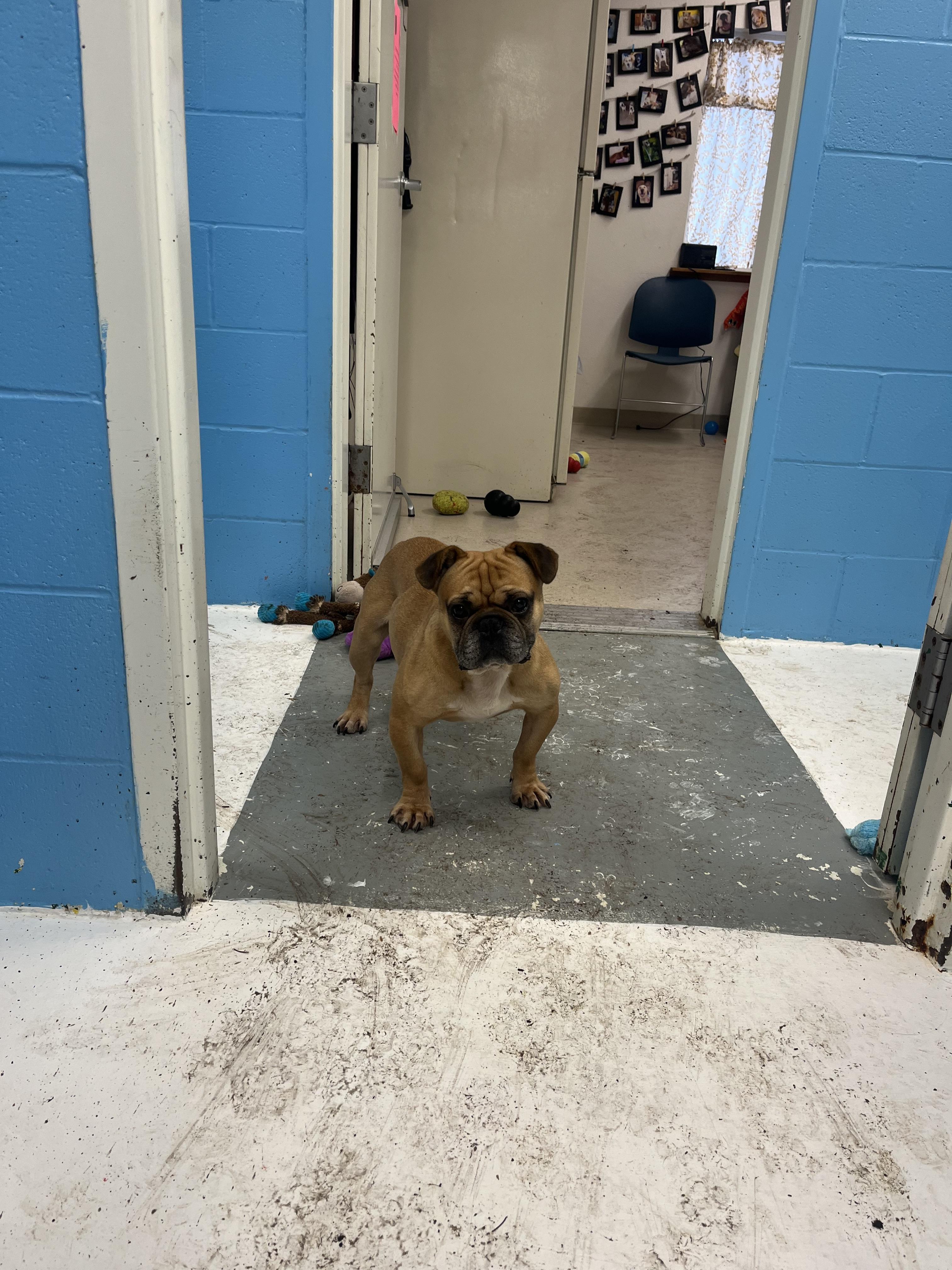 Buddy, an adopted French Bulldog in Shelton, WA image 2/5