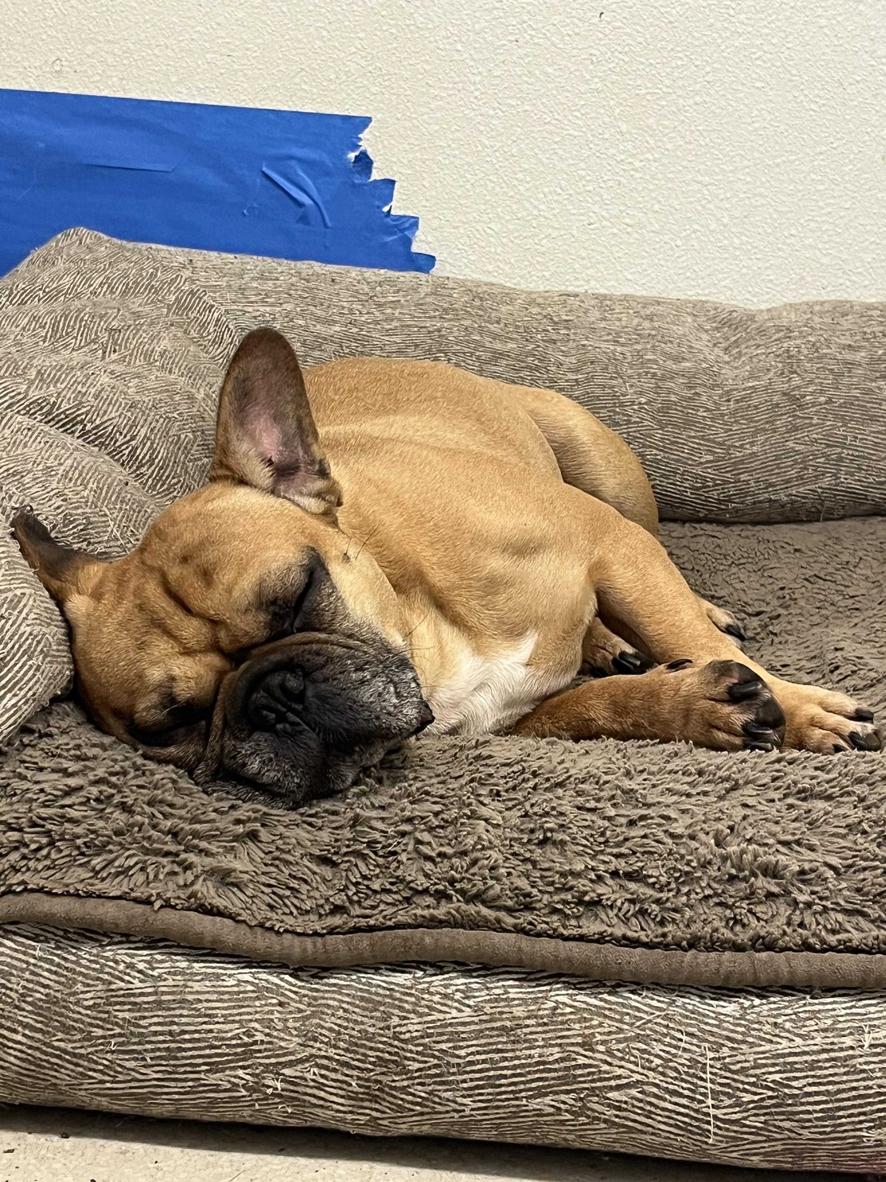 Buddy, an adopted French Bulldog in Shelton, WA image 3/5
