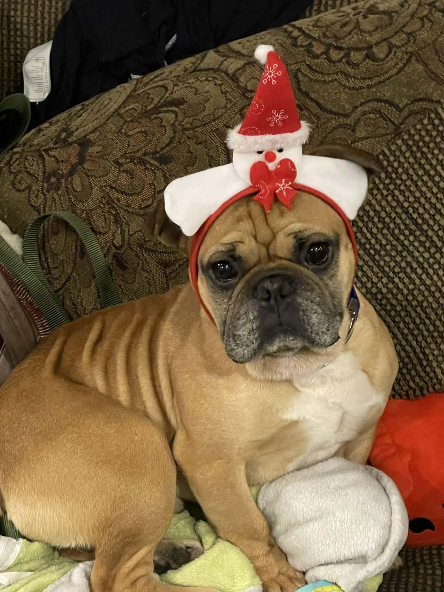 Buddy, an adopted French Bulldog in Shelton, WA image 5/5