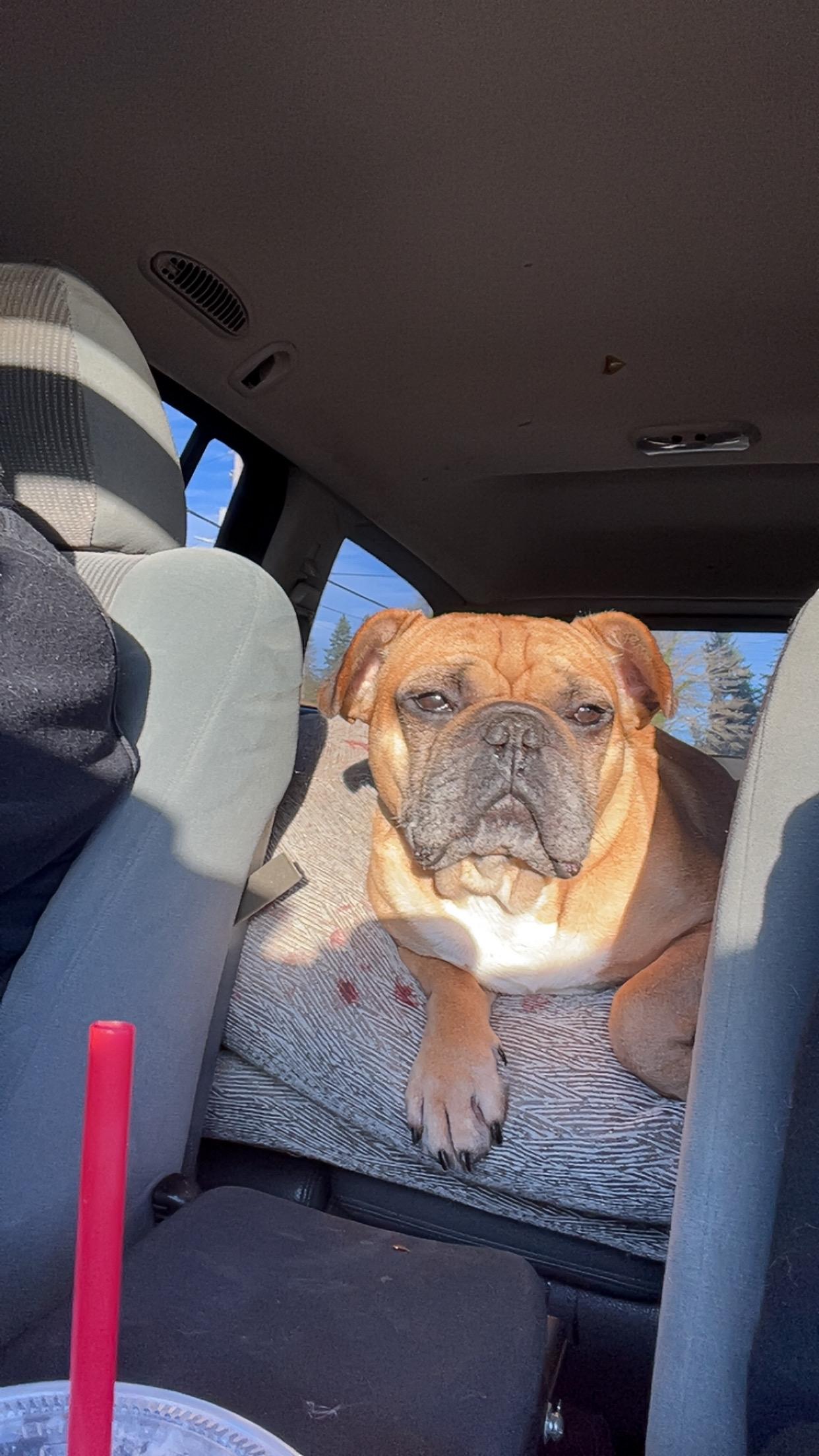 Buddy, an adopted French Bulldog in Shelton, WA image 4/5