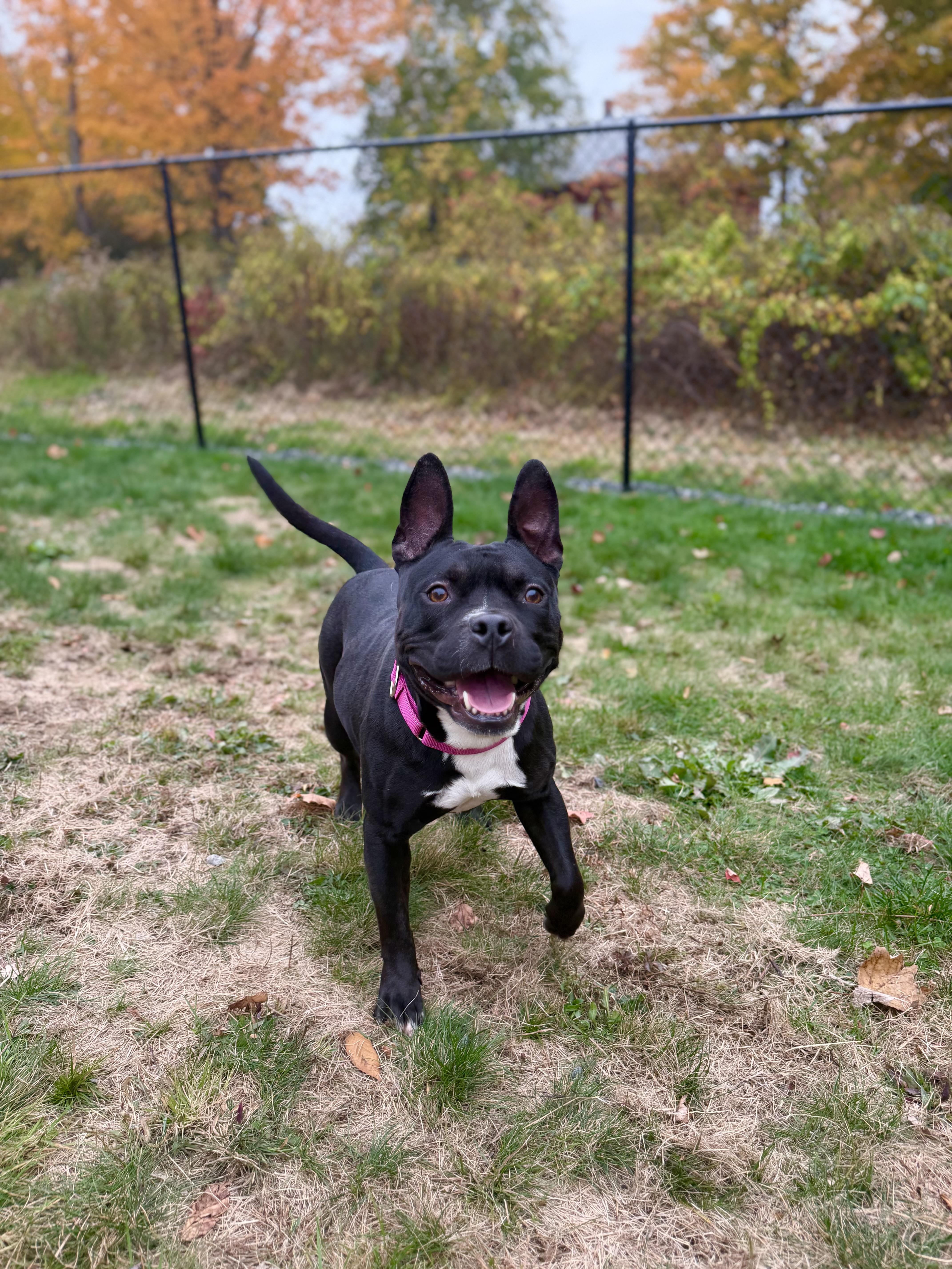 Enlarge ROXY, a Adopted mixed breed in Kennebunk , ME image 5/6