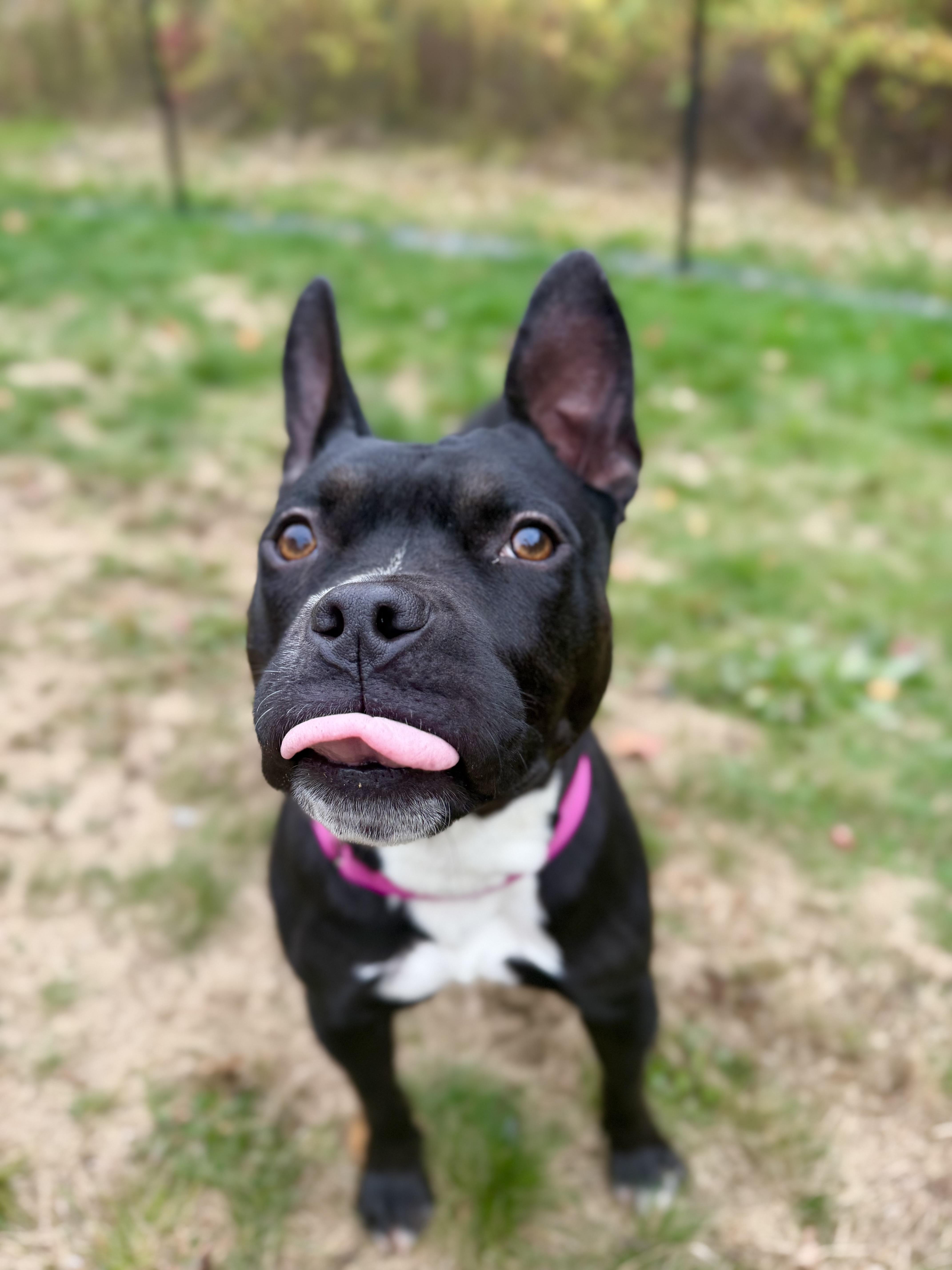 Enlarge ROXY, a Adopted mixed breed in Kennebunk , ME image 3/6