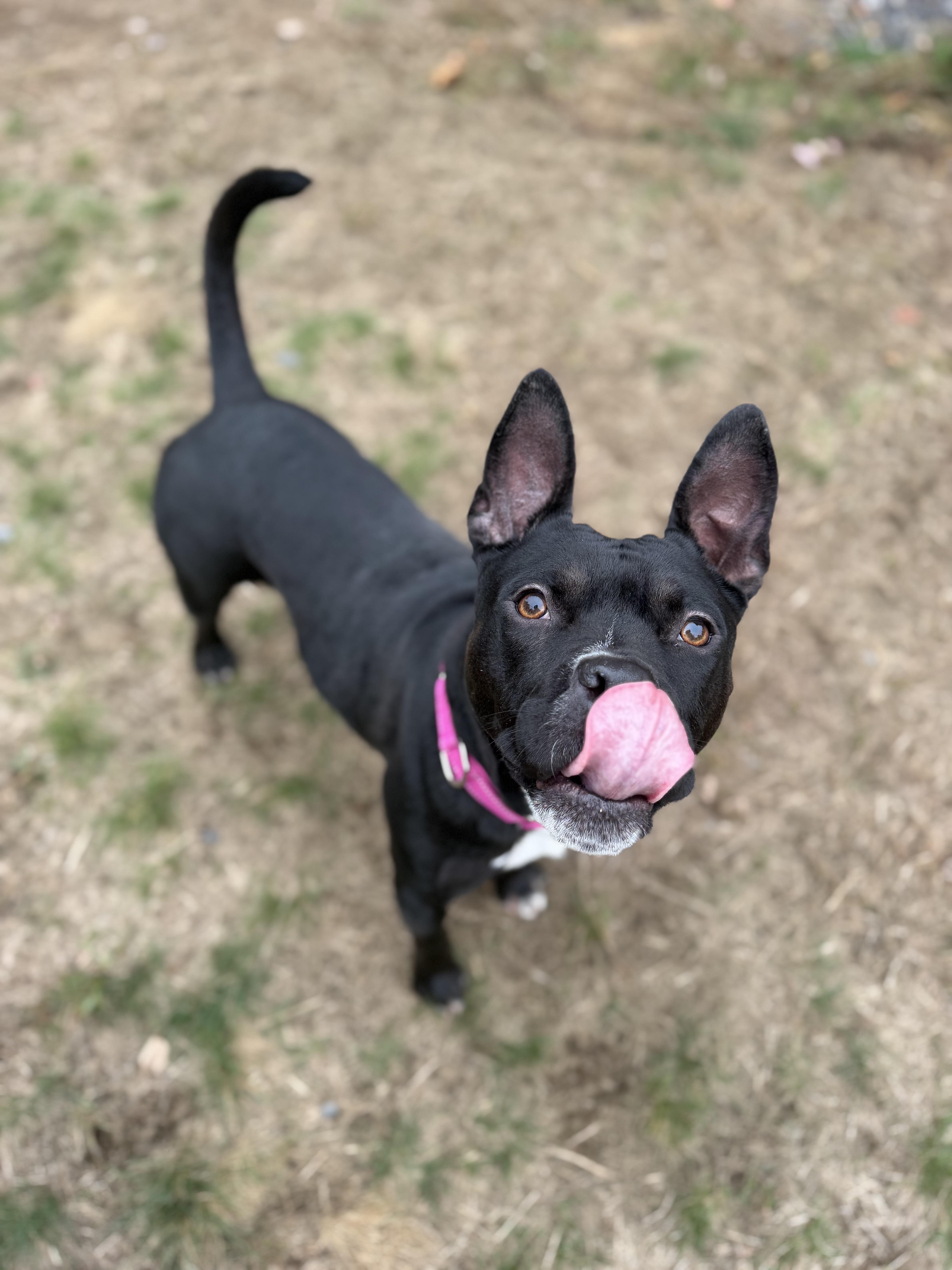 ROXY, Adoptable, Adult Female American Staffordshire Terrier.