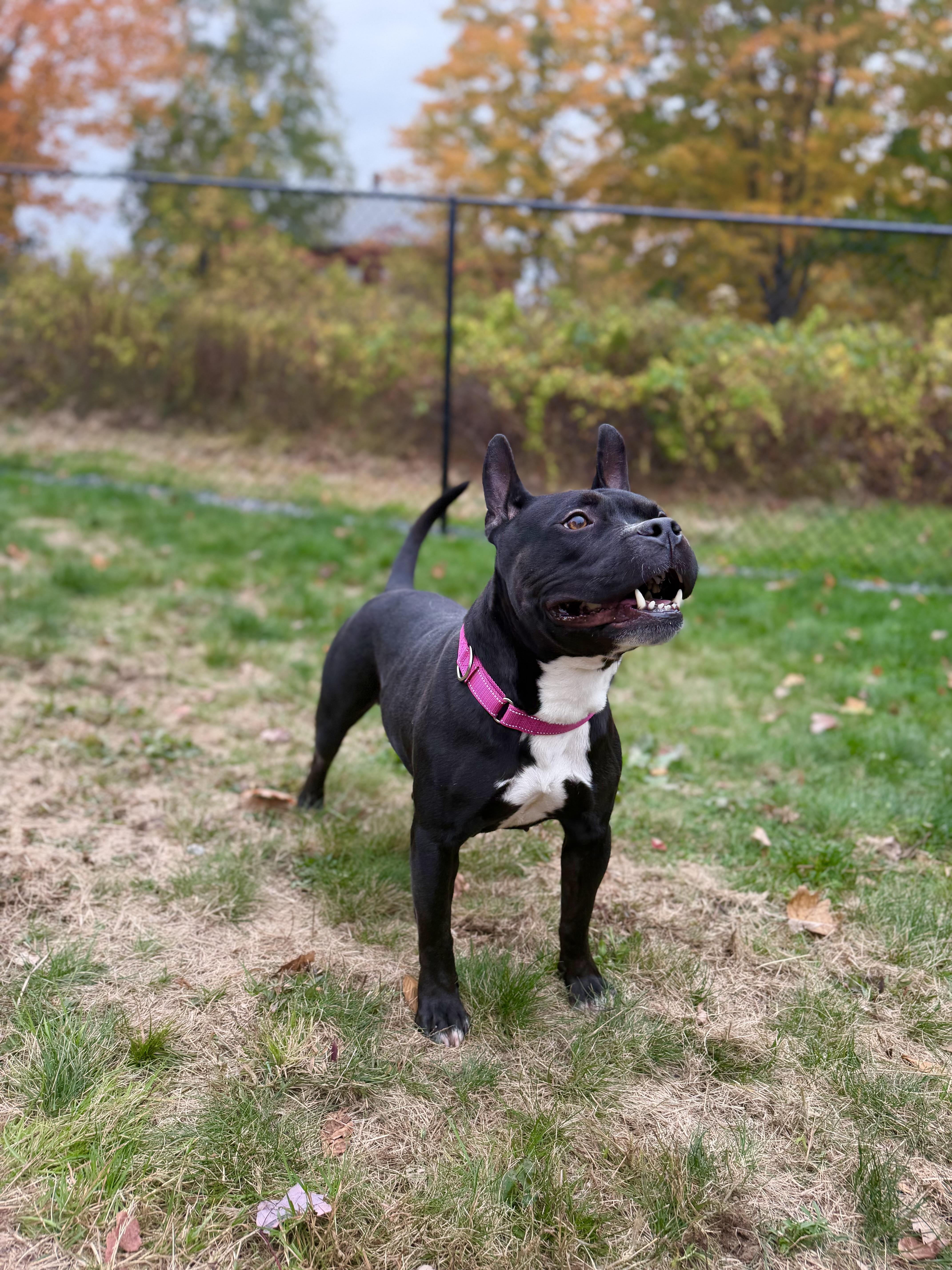 Enlarge ROXY, a Adopted mixed breed in Kennebunk , ME image 2/6