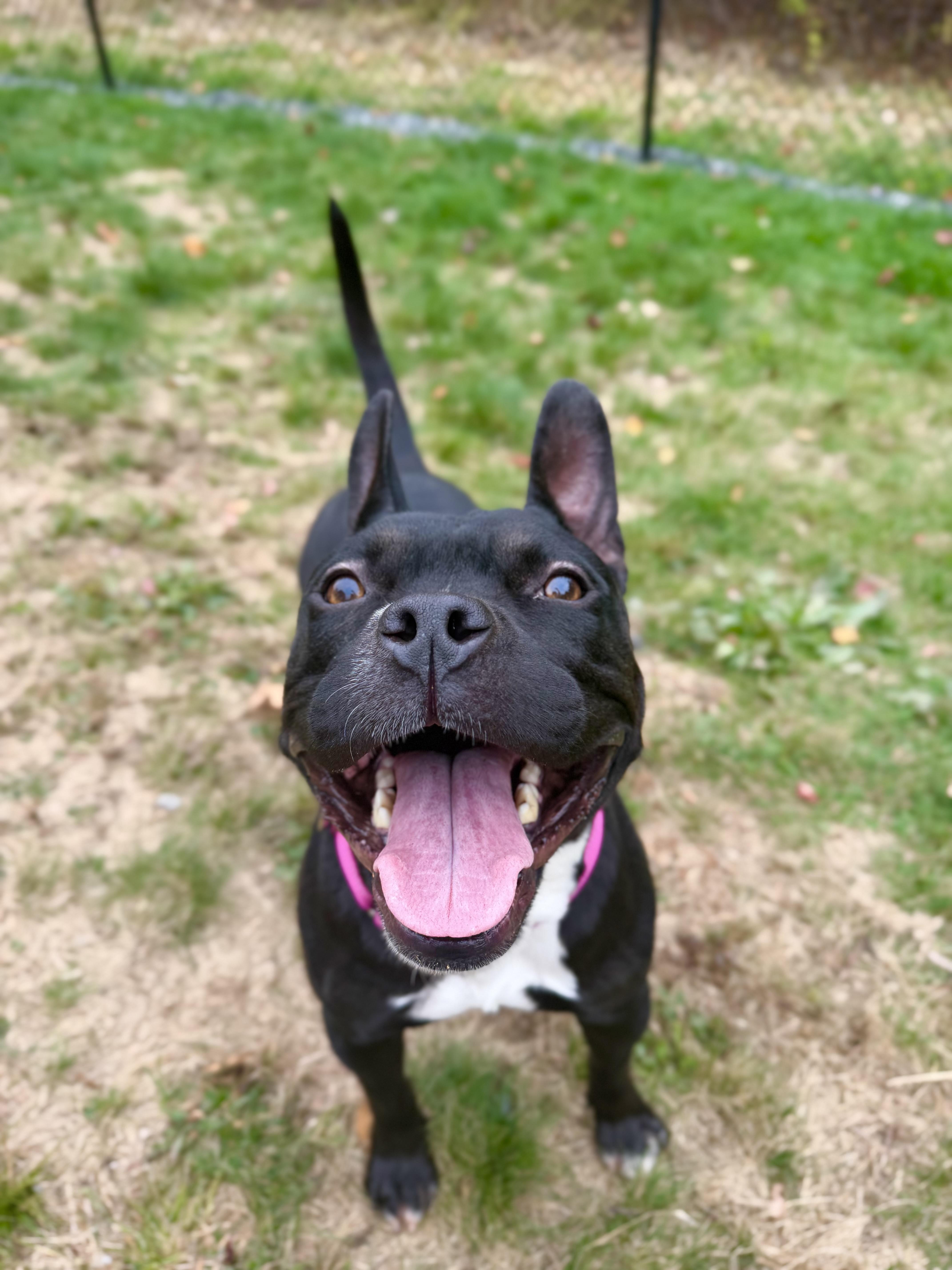 Enlarge ROXY, a Adopted mixed breed in Kennebunk , ME image 4/6