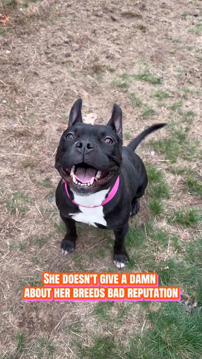 Enlarge ROXY, a Adopted mixed breed in Kennebunk , ME video 6/6