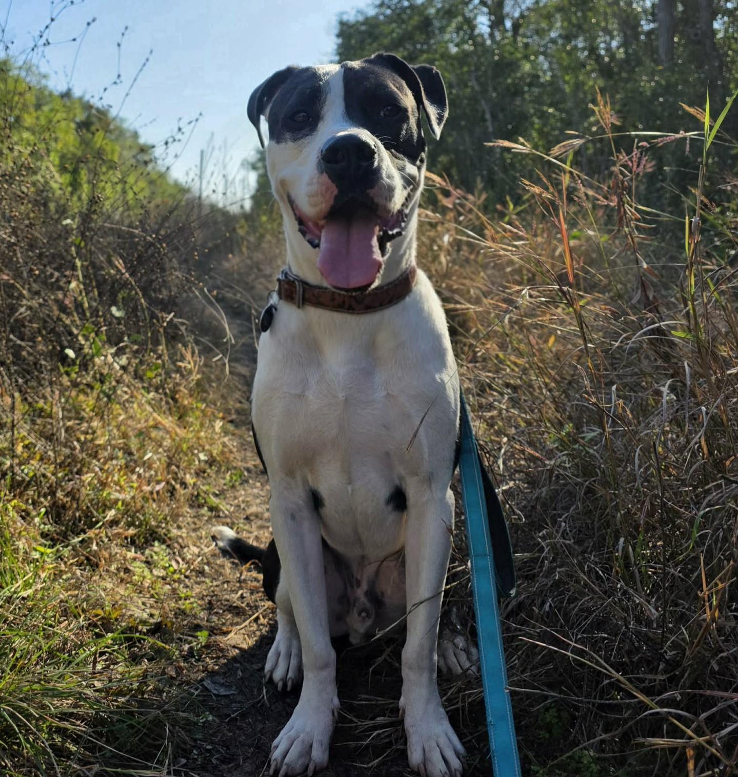 Enlarge MoonPie, a Adoptable mixed breed in Hagerstown, MD image 2/6