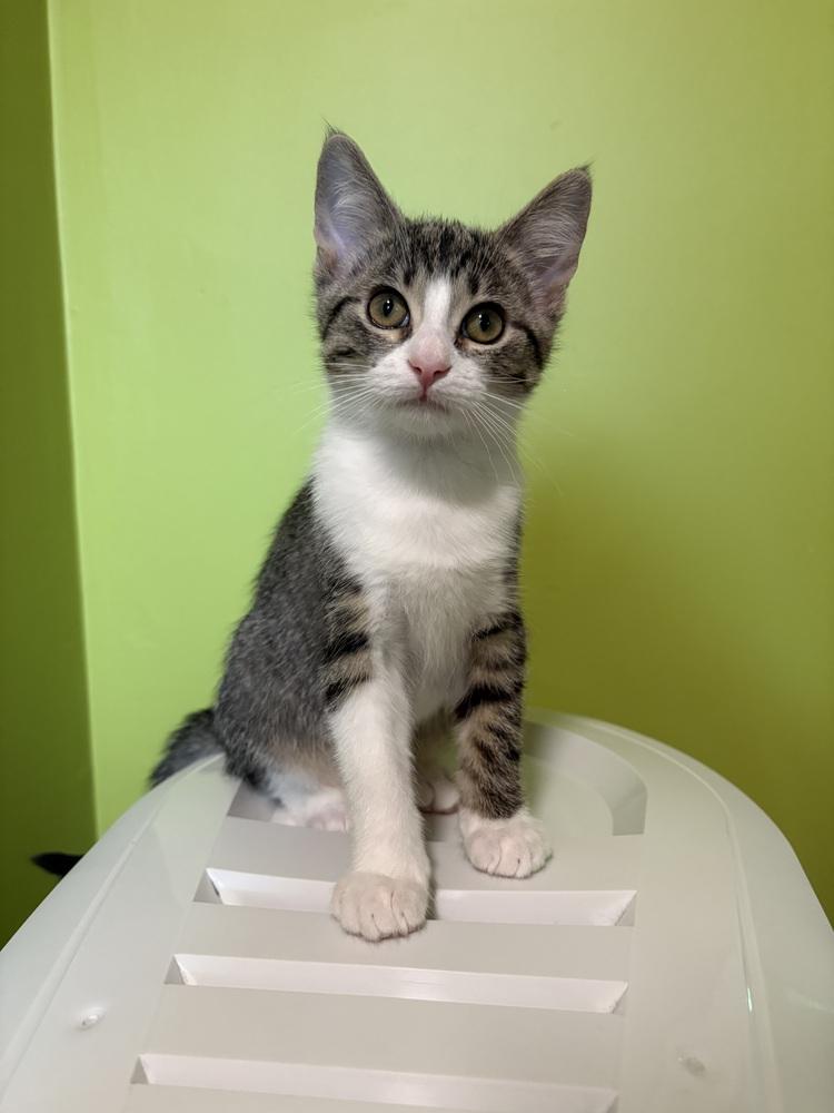 Chickpea, a Adoptable mixed breed in Mishawaka, IN image 2/6