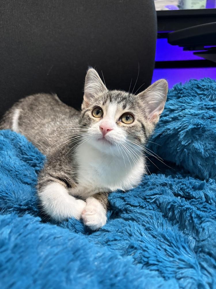 Chickpea, a Adoptable mixed breed in Mishawaka, IN image 4/6