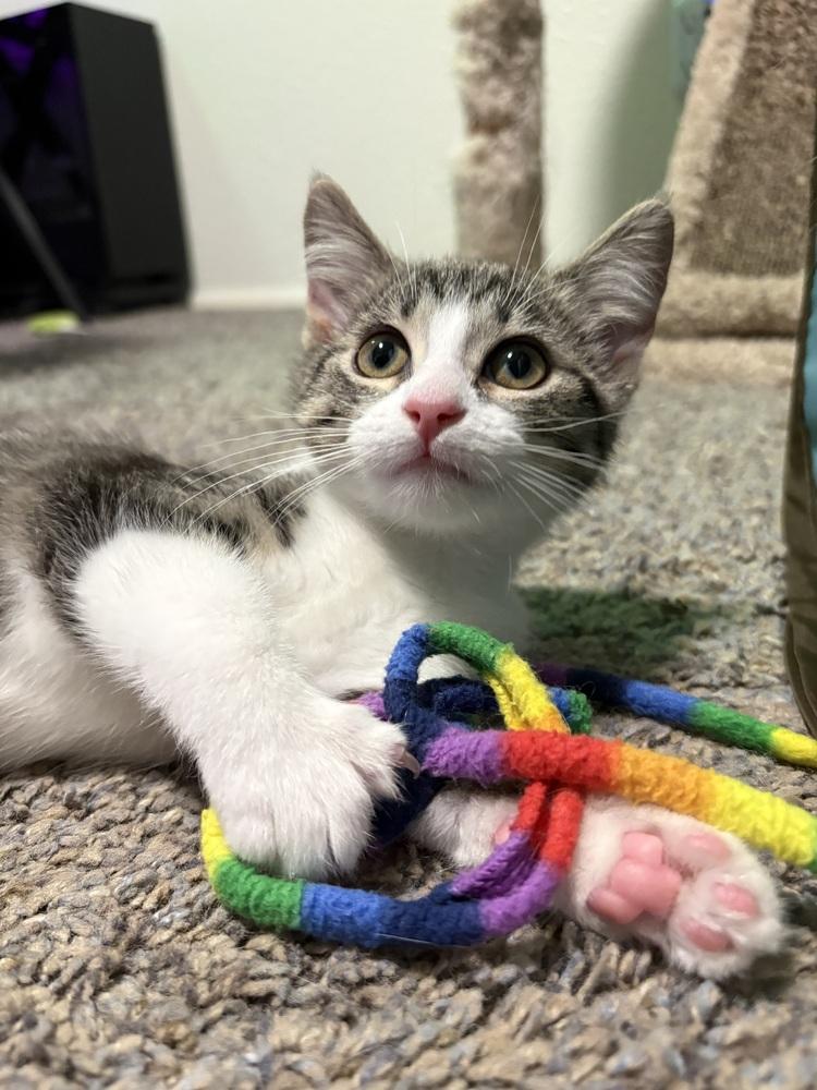 Chickpea, a Adoptable mixed breed in Mishawaka, IN image 5/6