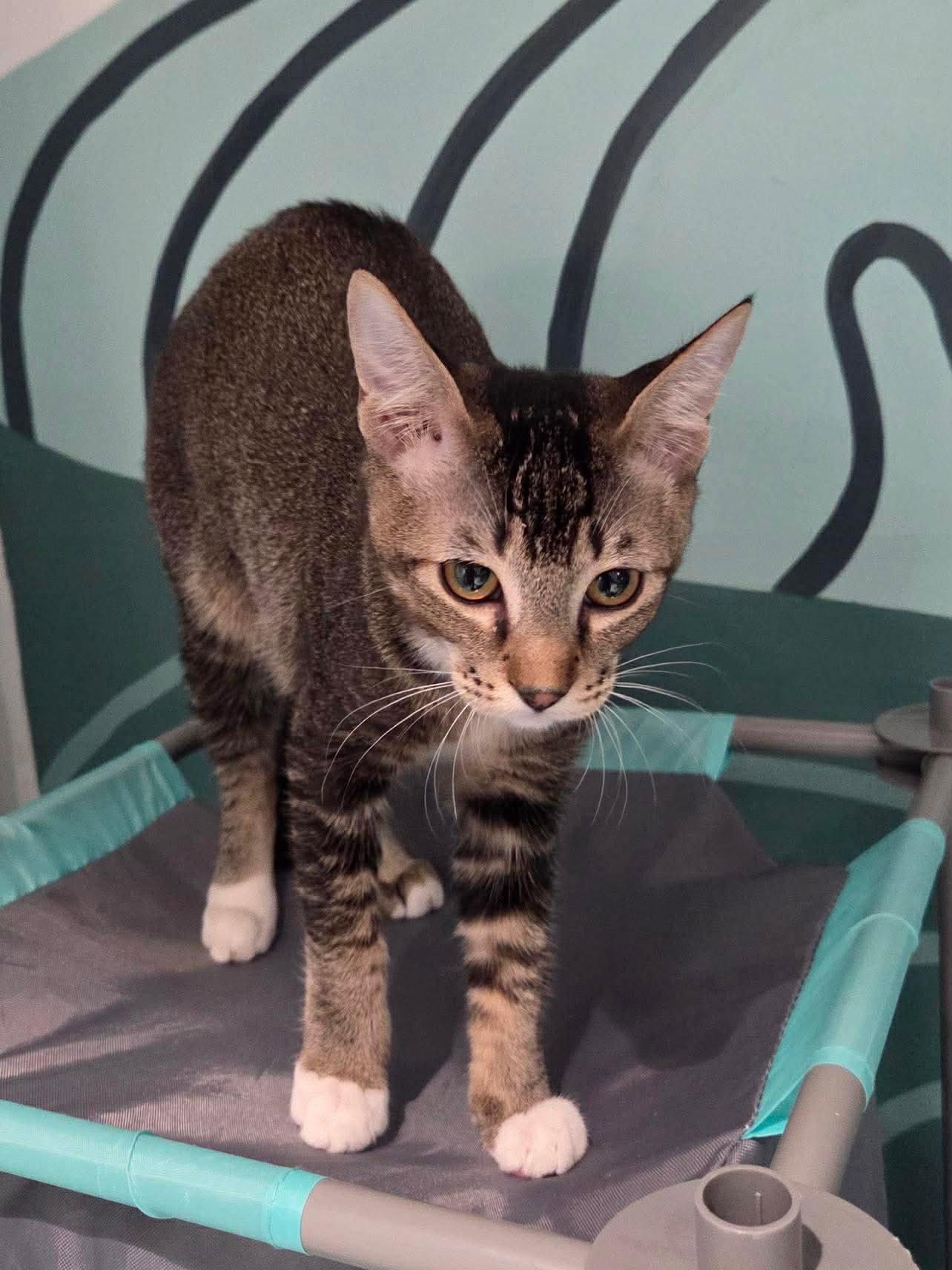 Star, Adoptable, Young Female Domestic Short Hair.