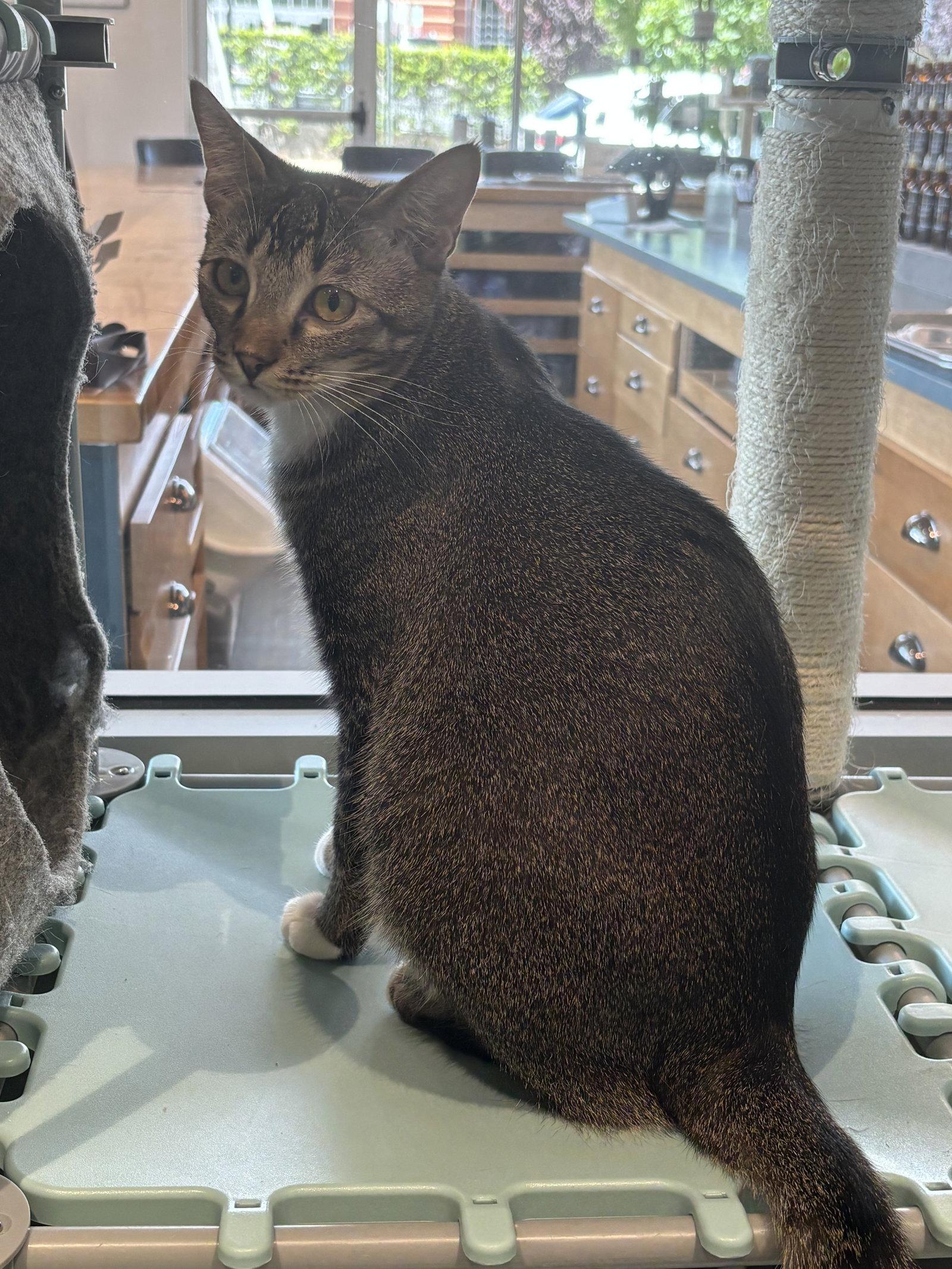 Enlarge Star, a Adoptable Domestic Short Hair in Oakboro , NC image 1/3