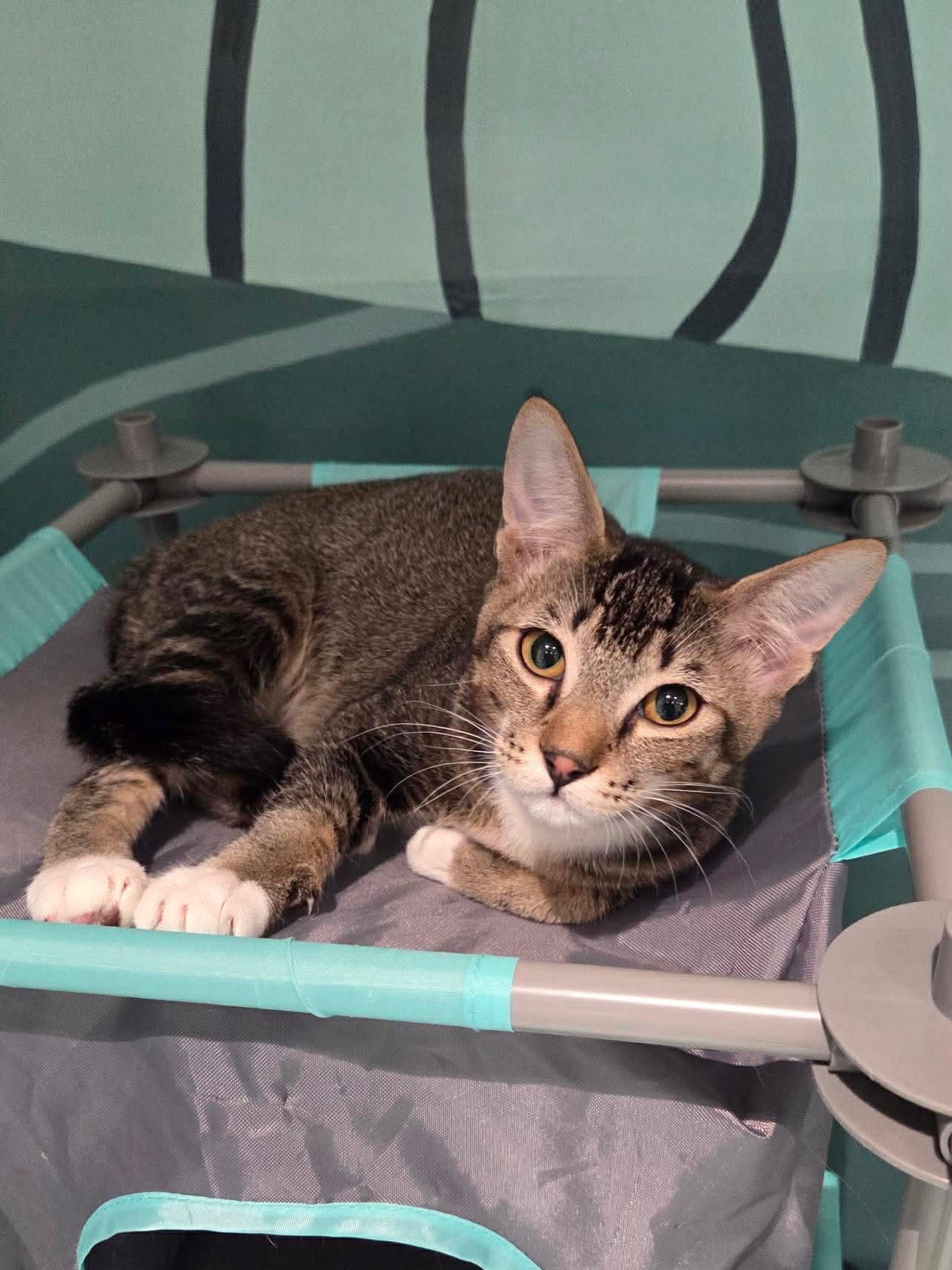 Enlarge Star, a Adoptable Domestic Short Hair in Oakboro , NC image 2/3