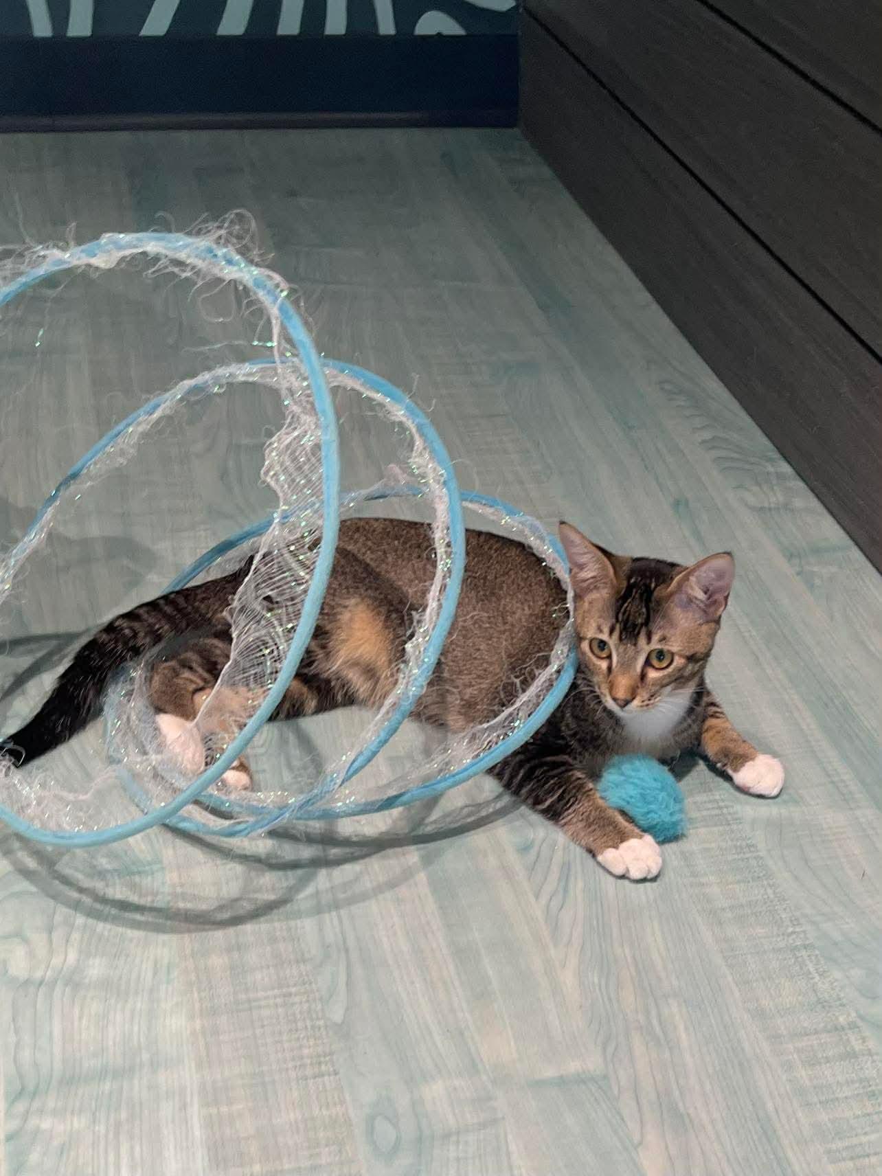 Enlarge Star, a Adoptable Domestic Short Hair in Oakboro , NC image 3/3