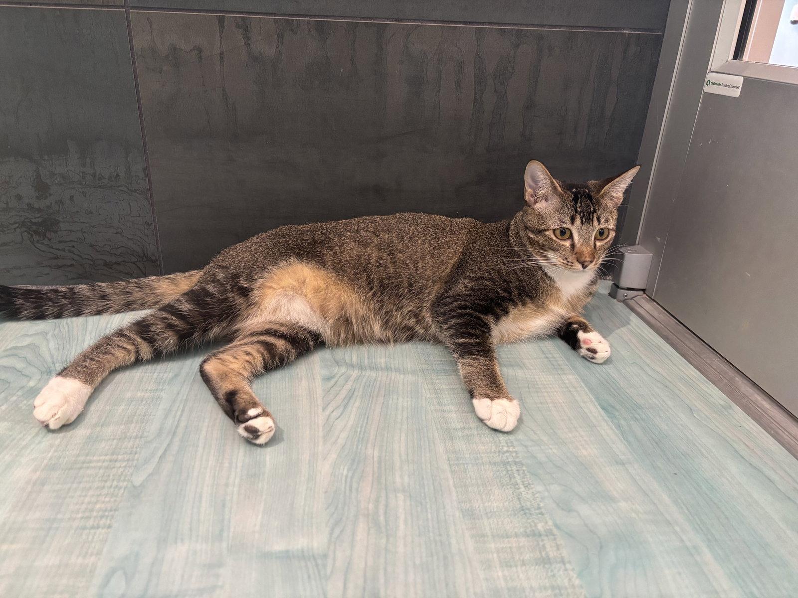 Enlarge Star, a Adoptable Domestic Short Hair in Oakboro , NC image 2/3