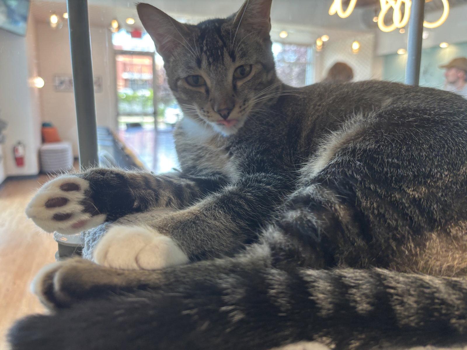 Enlarge Star, a Adoptable Domestic Short Hair in Oakboro , NC image 3/3