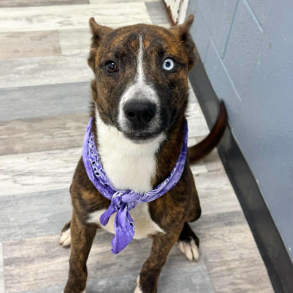 Louie, Adoptable, Young Female Mixed Breed.