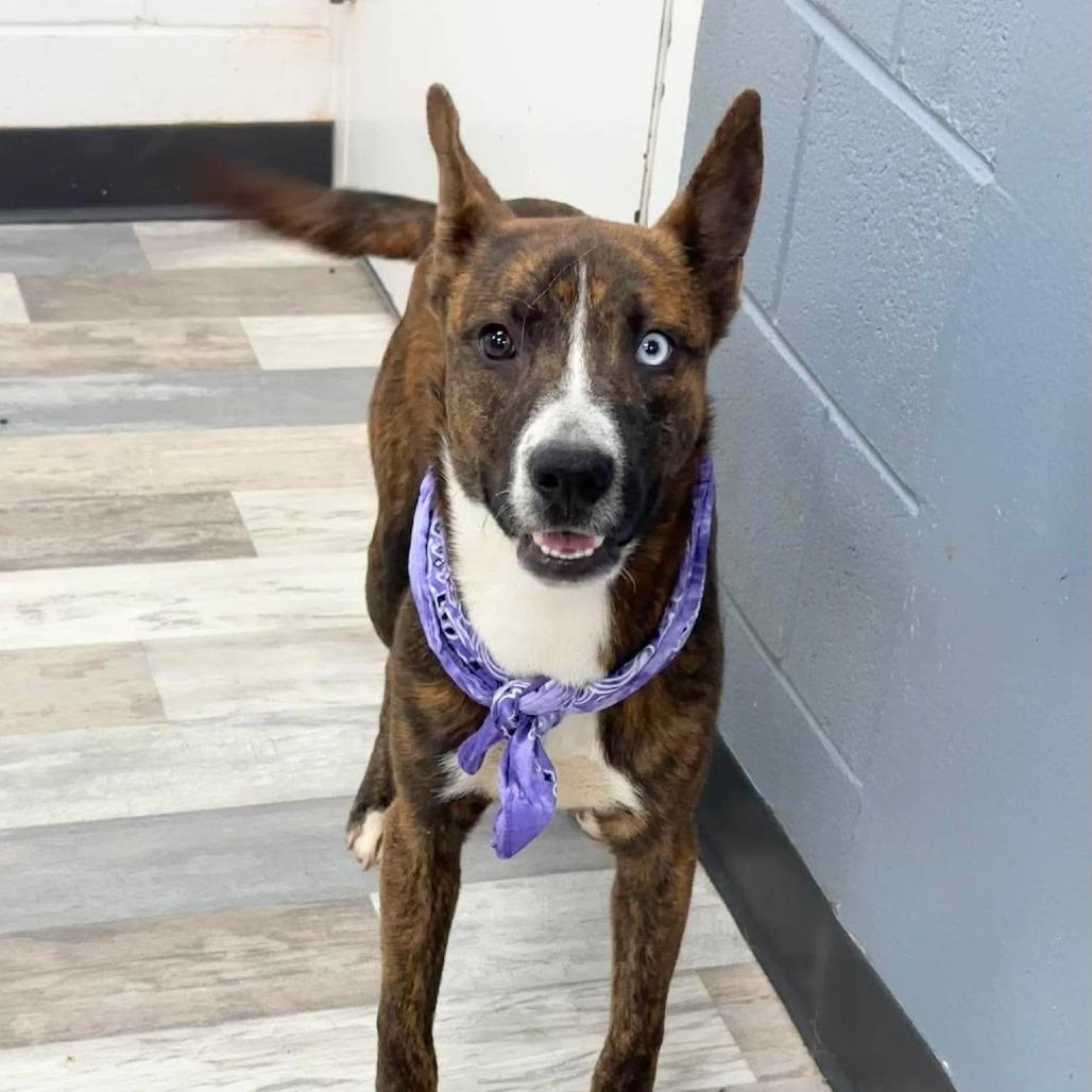 Enlarge Louie, a Adoptable Mixed Breed in Lufkin, TX image 2/5
