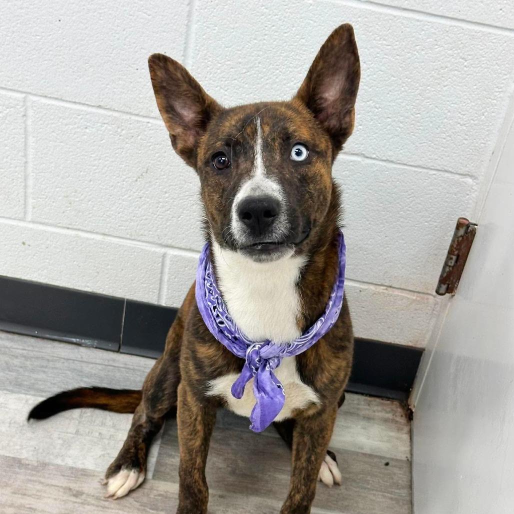 Enlarge Louie, a Adoptable Mixed Breed in Lufkin, TX image 3/5