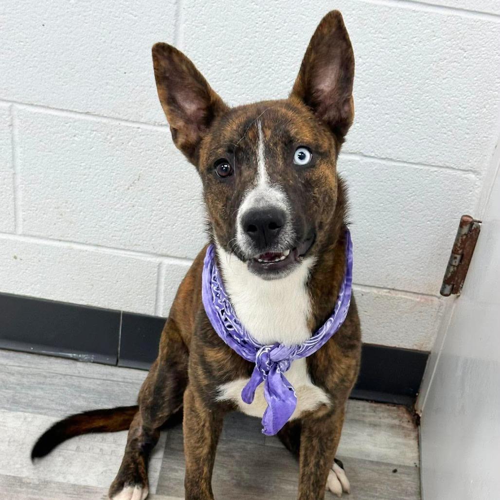 Enlarge Louie, a Adoptable Mixed Breed in Lufkin, TX image 4/5