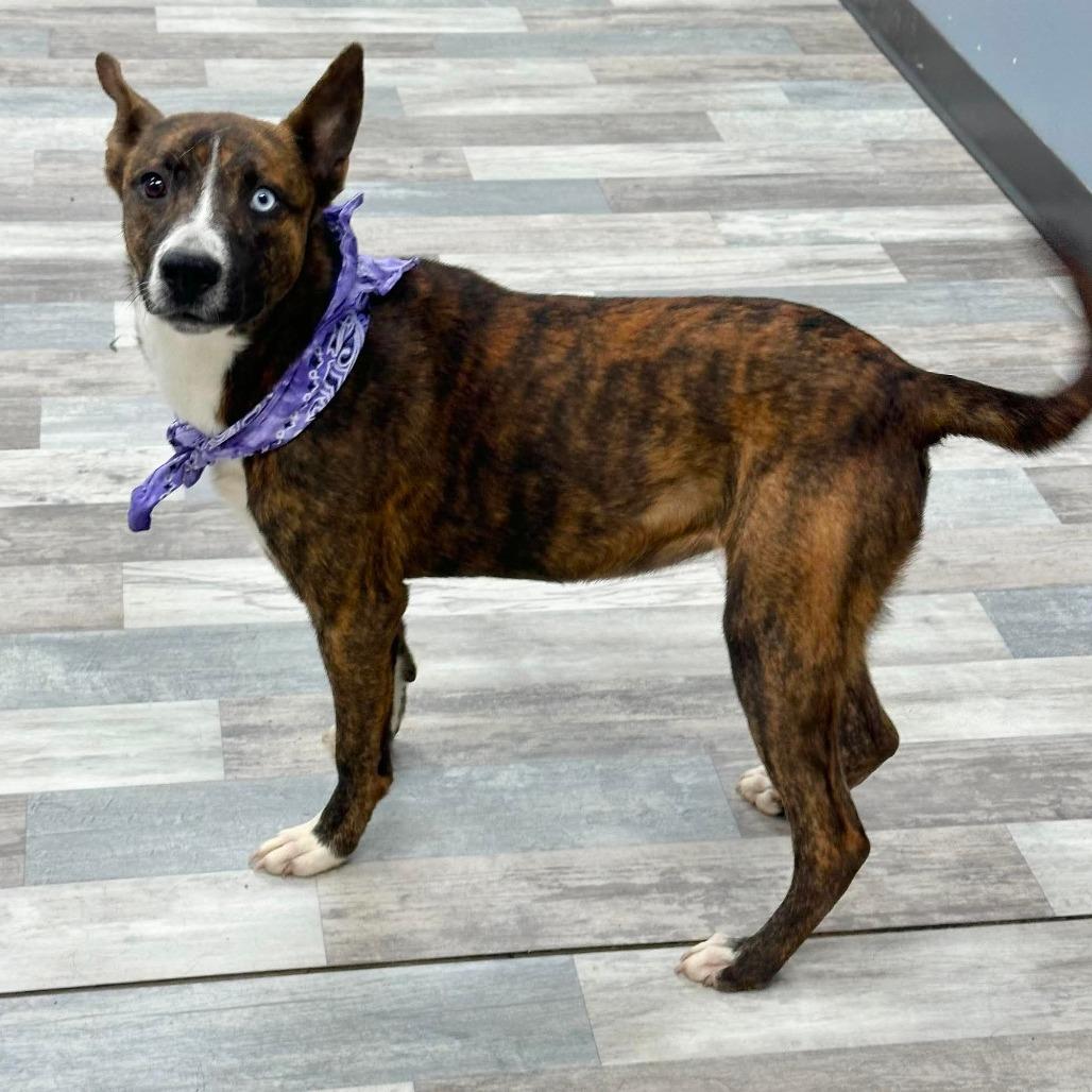 Enlarge Louie, a Adoptable Mixed Breed in Lufkin, TX image 5/5